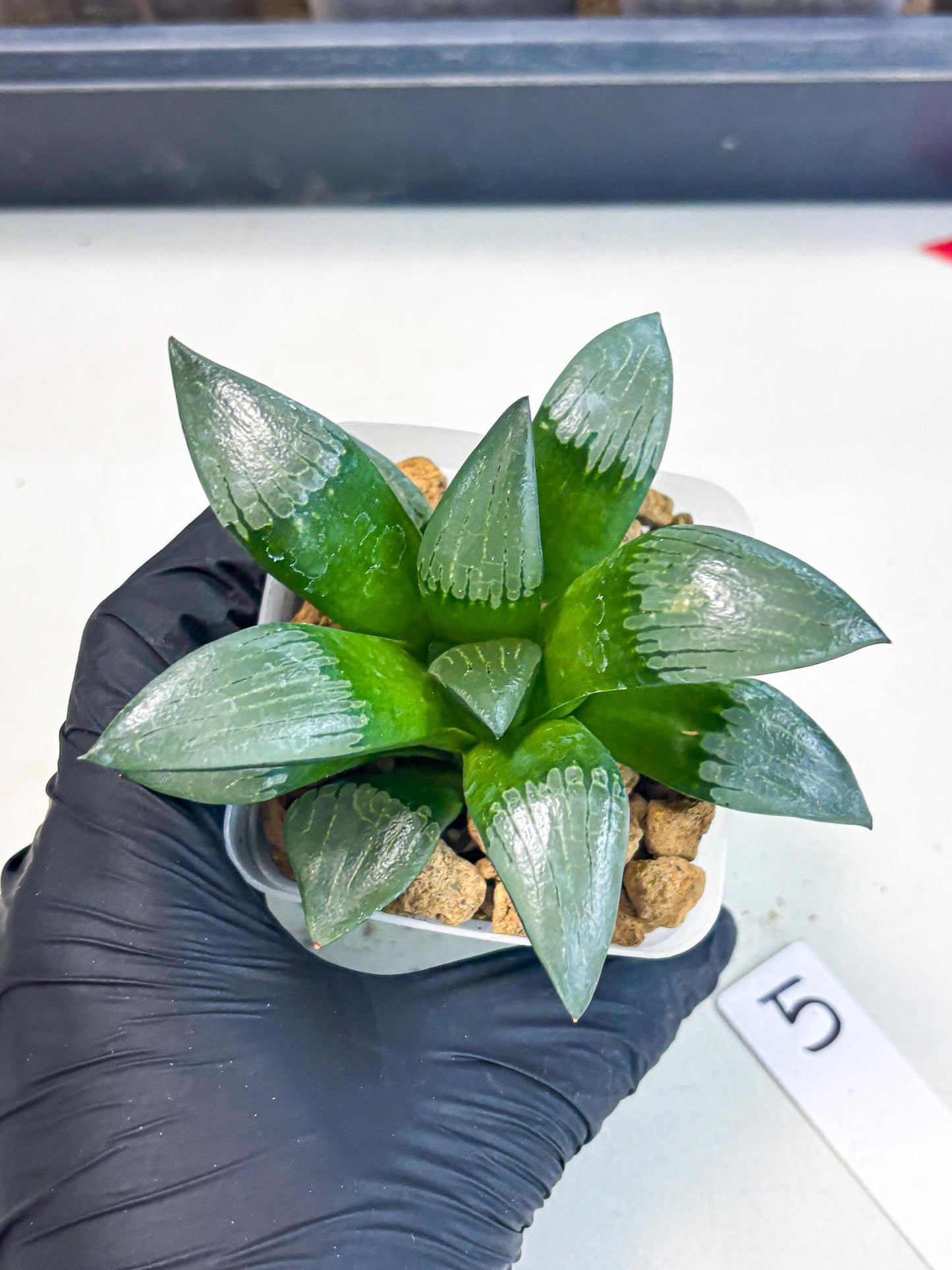 Haworthia Aboukyuu (wa2) (b5) | Rare Succulent