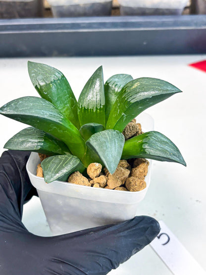 Haworthia Aboukyuu (wa2) (b5) | Rare Succulent