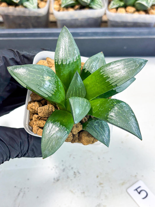 Haworthia Aboukyuu (wa2) (b5) | Rare Succulent
