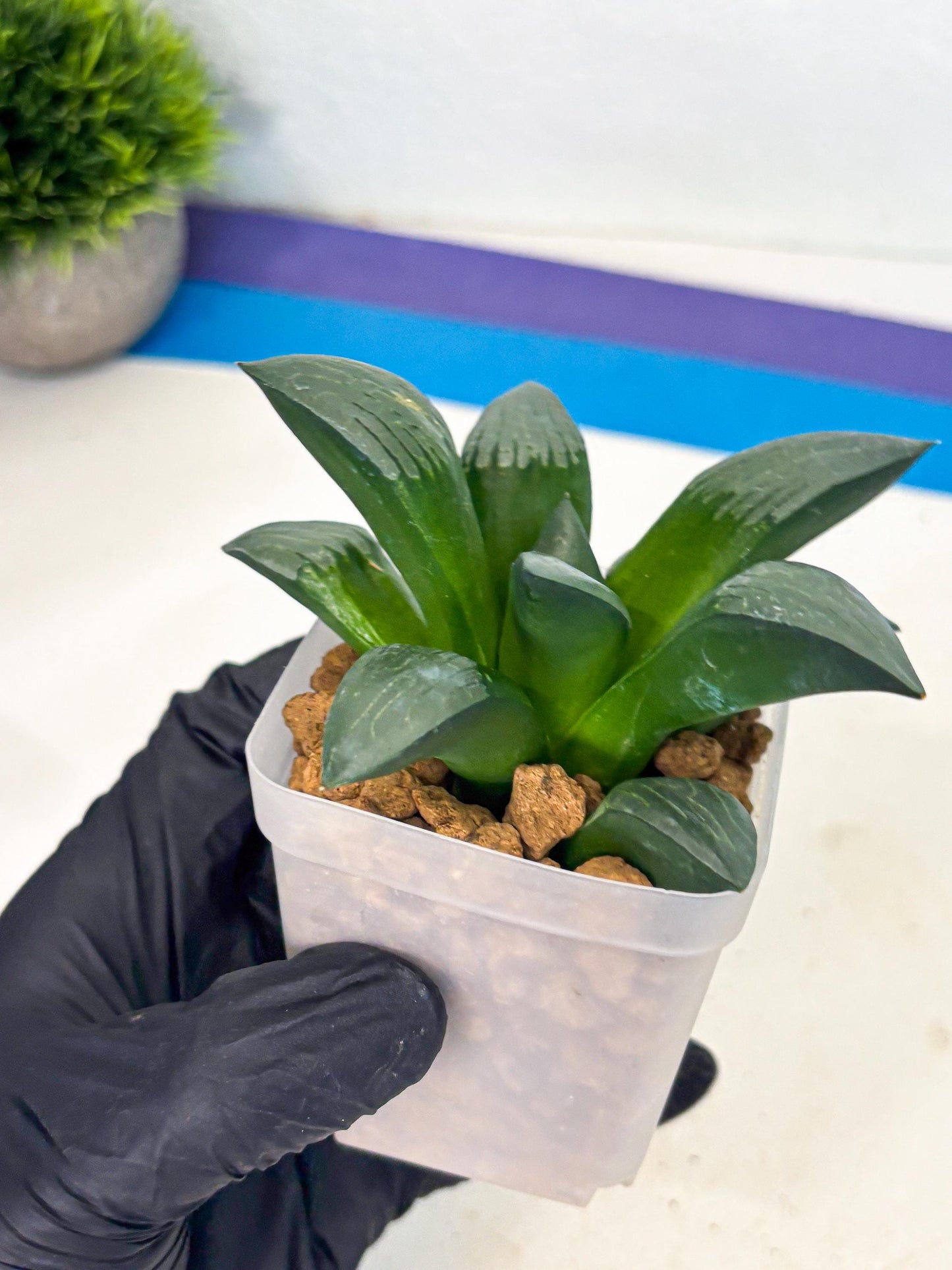 Haworthia Aboukyuu (wa2) (b5) | Rare Succulent