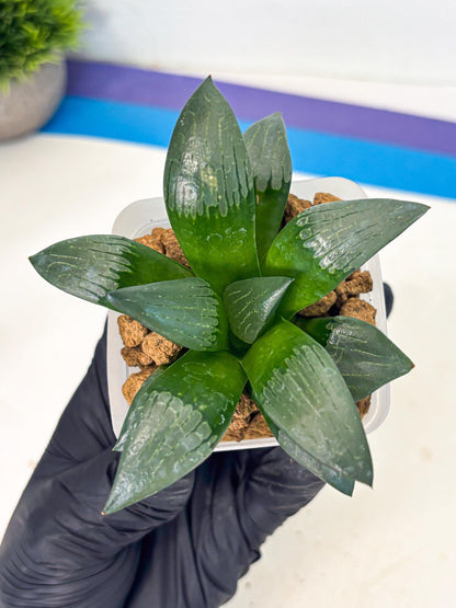 Haworthia Aboukyuu (wa2) (b5) | Rare Succulent