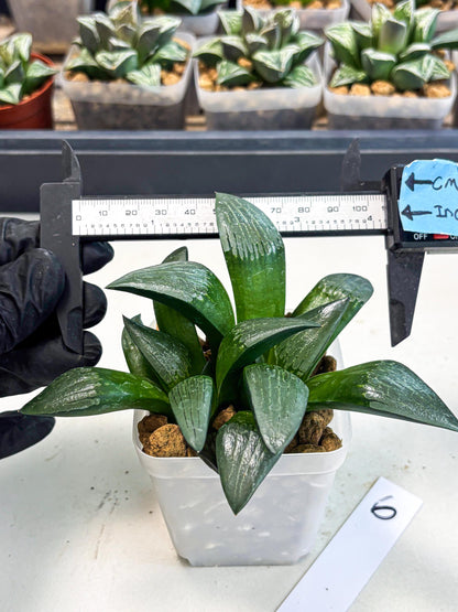 Haworthia Aboukyuu (wa2) (b6) | Rare Succulent