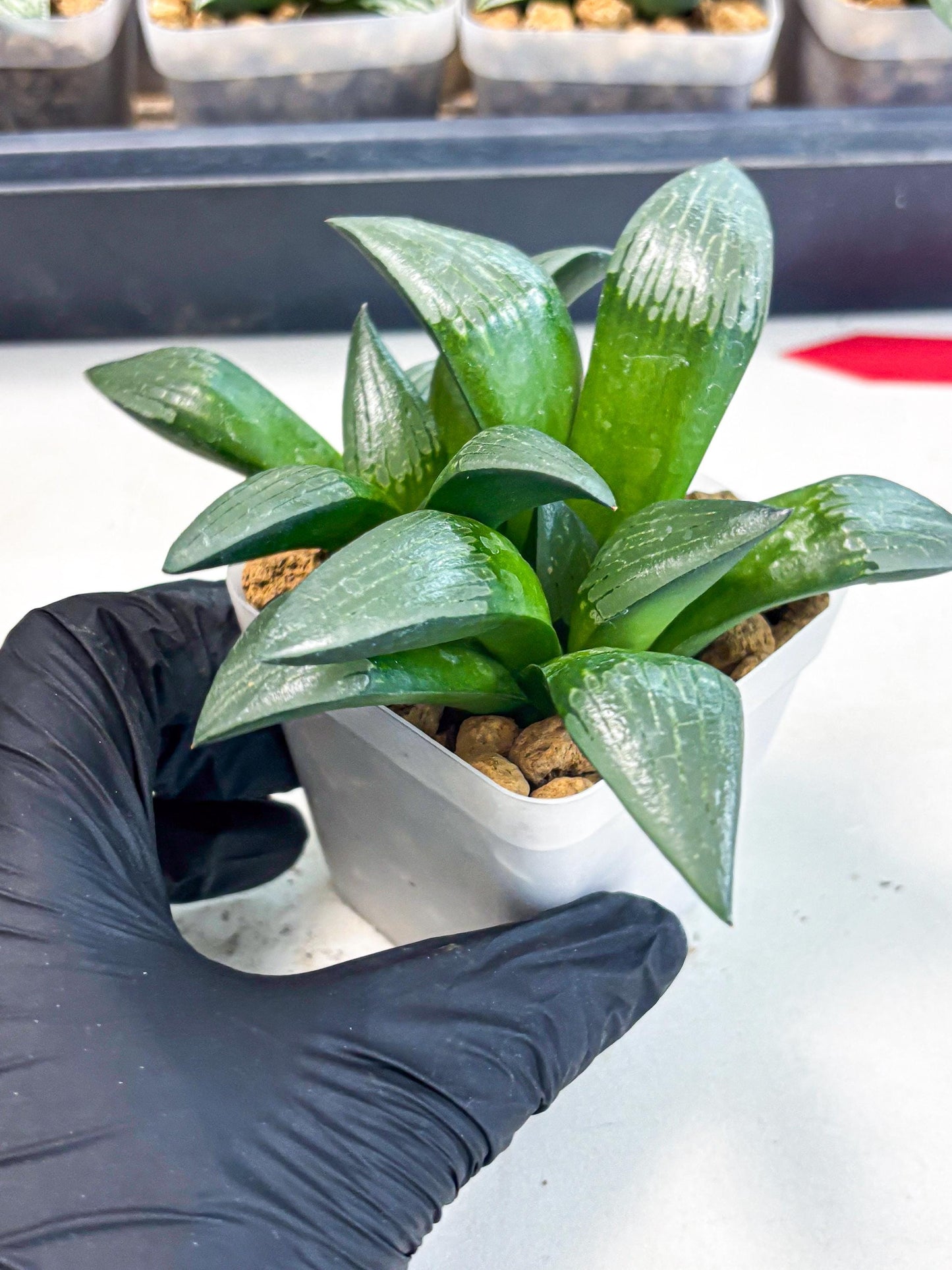 Haworthia Aboukyuu (wa2) (b6) | Rare Succulent