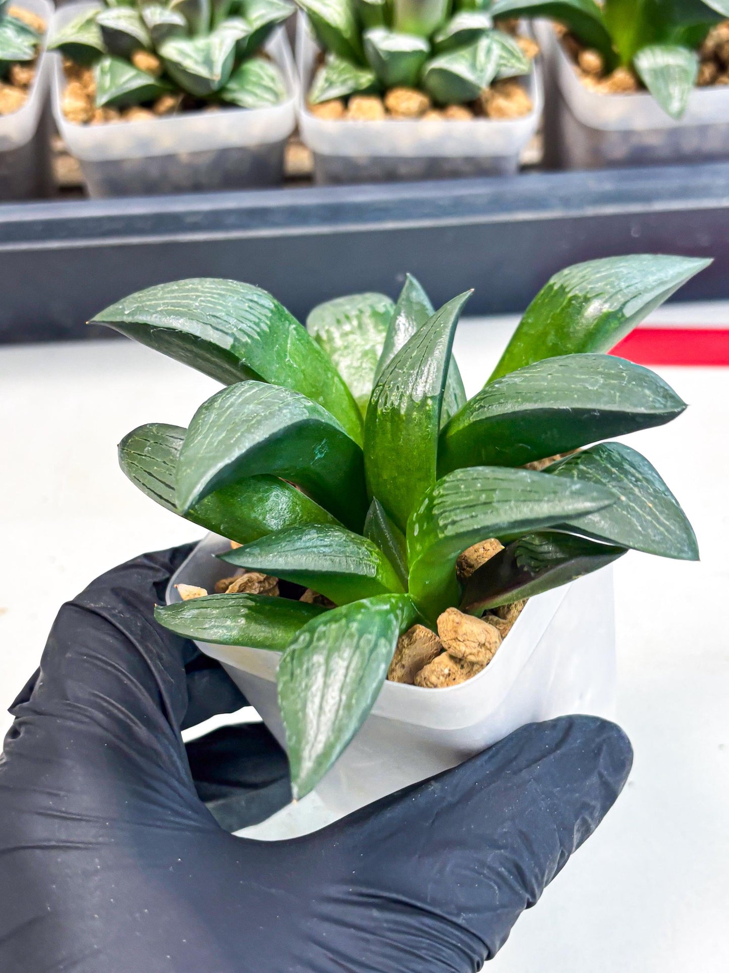 Haworthia Aboukyuu (wa2) (b6) | Rare Succulent