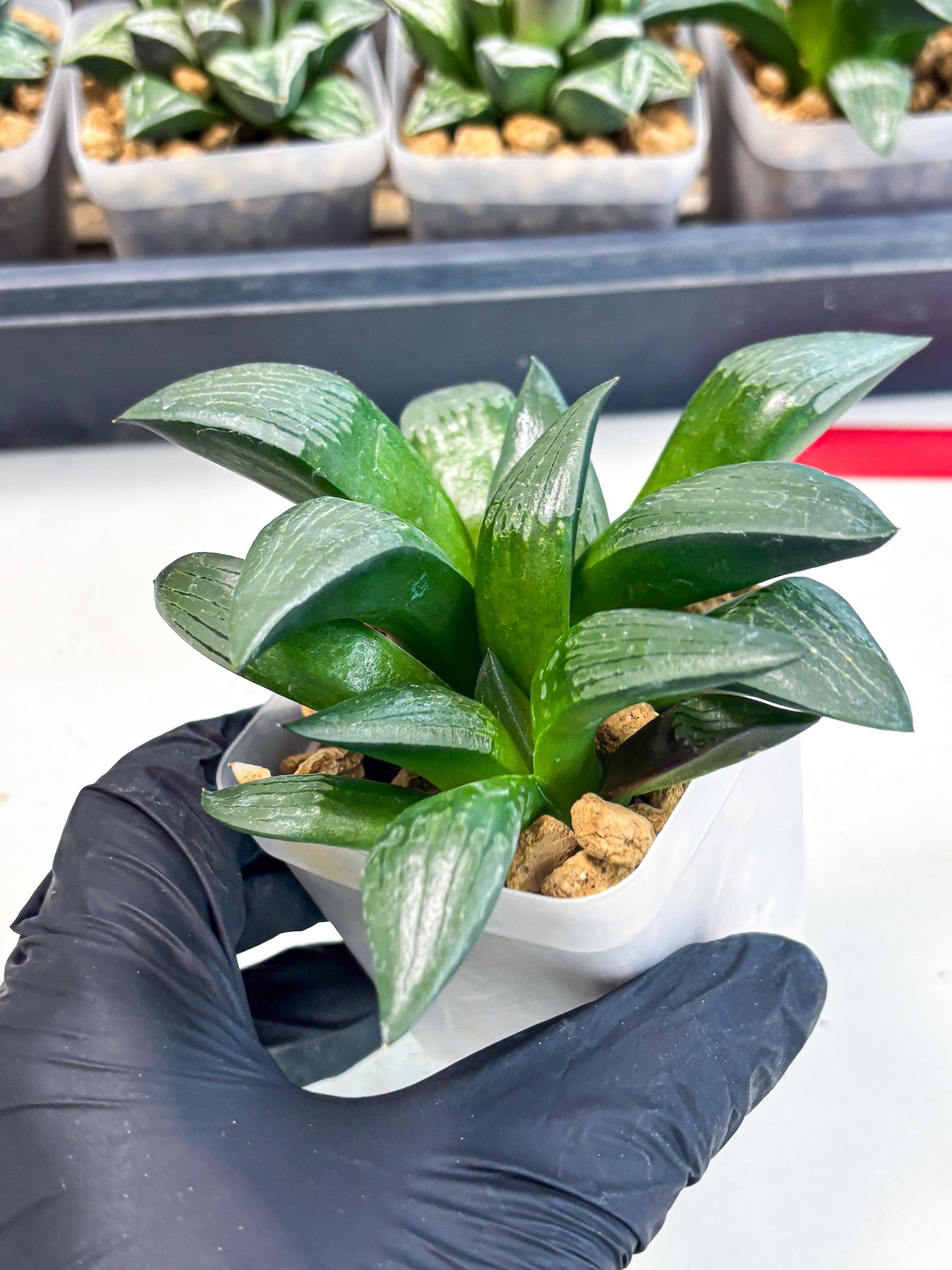 Haworthia Aboukyuu (wa2) (b6) | Rare Succulent