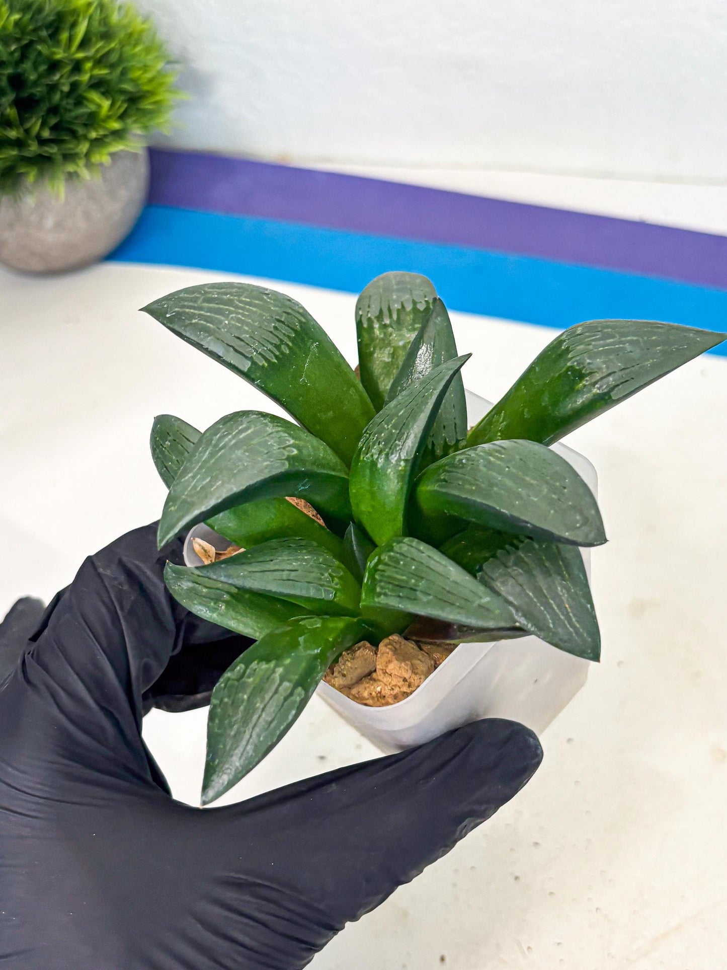 Haworthia Aboukyuu (wa2) (b6) | Rare Succulent