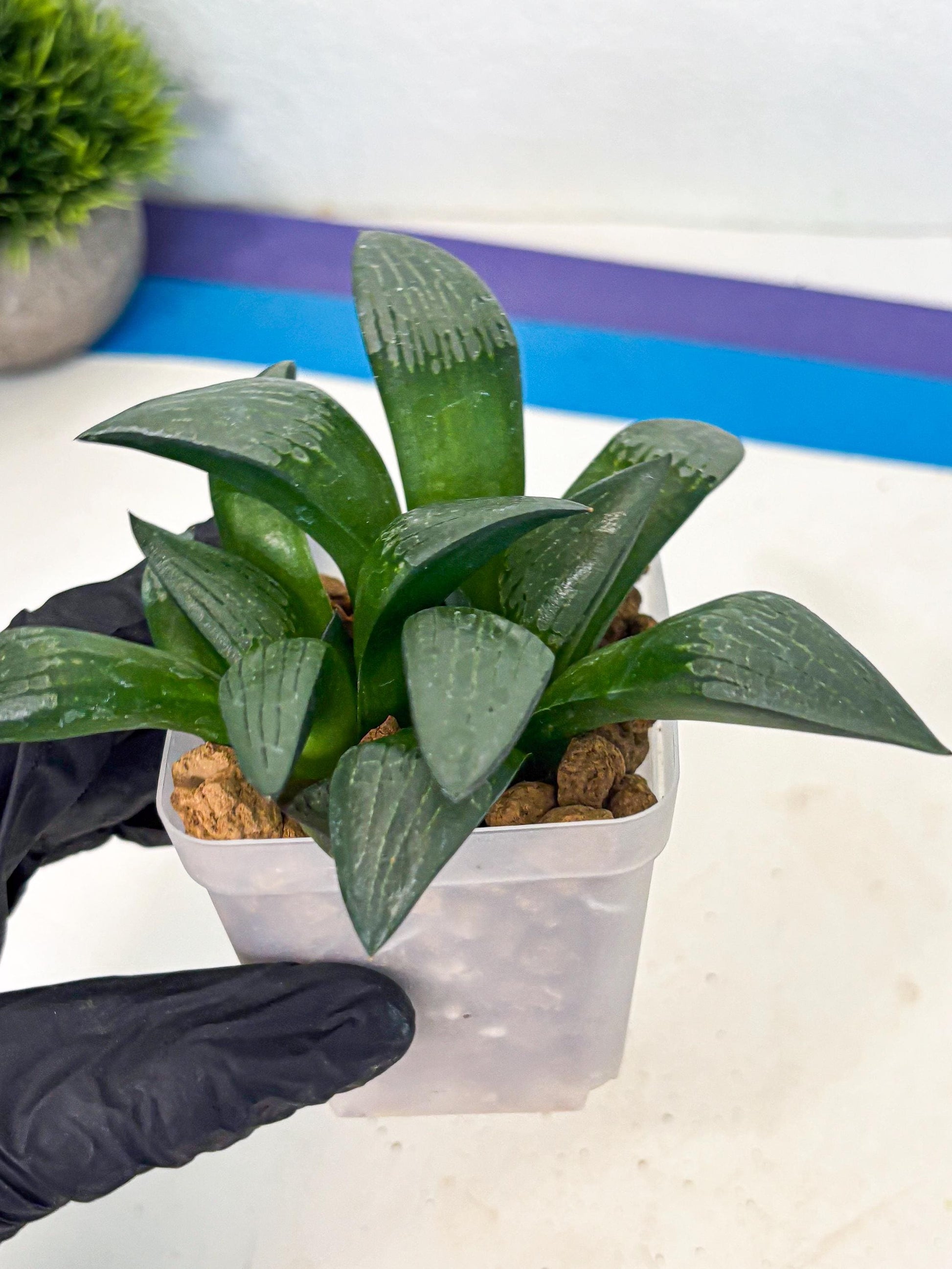Haworthia Aboukyuu (wa2) (b6) | Rare Succulent
