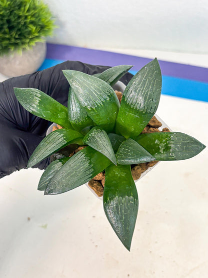 Haworthia Aboukyuu (wa2) (b6) | Rare Succulent
