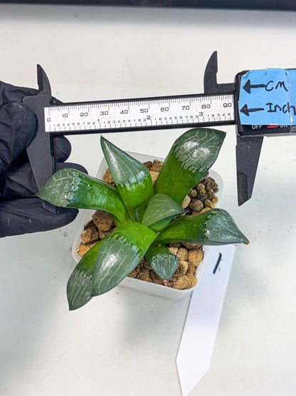 Haworthia Aboukyuu (wa2) (r1) | Rare Succulent