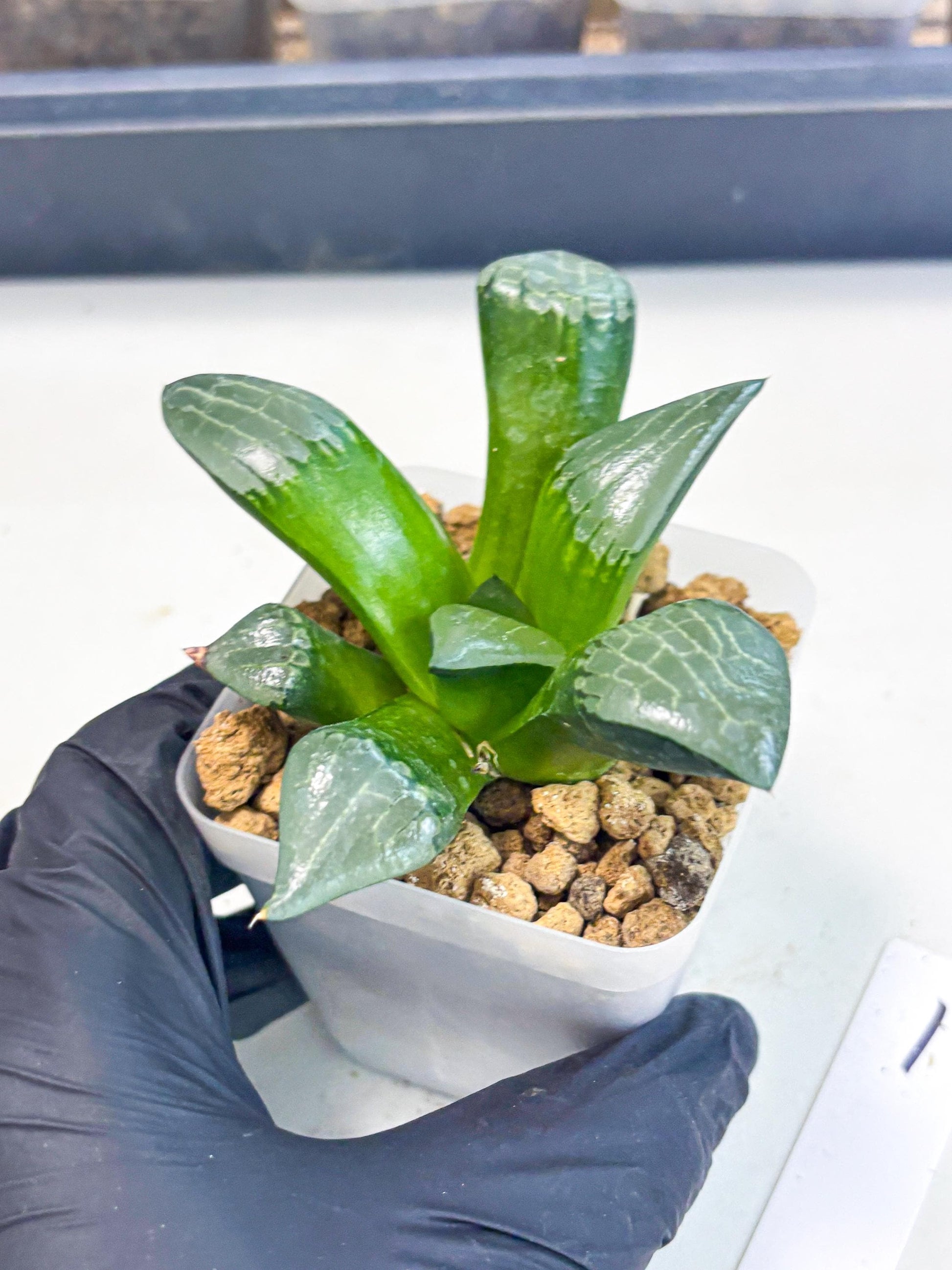 Haworthia Aboukyuu (wa2) (r1) | Rare Succulent