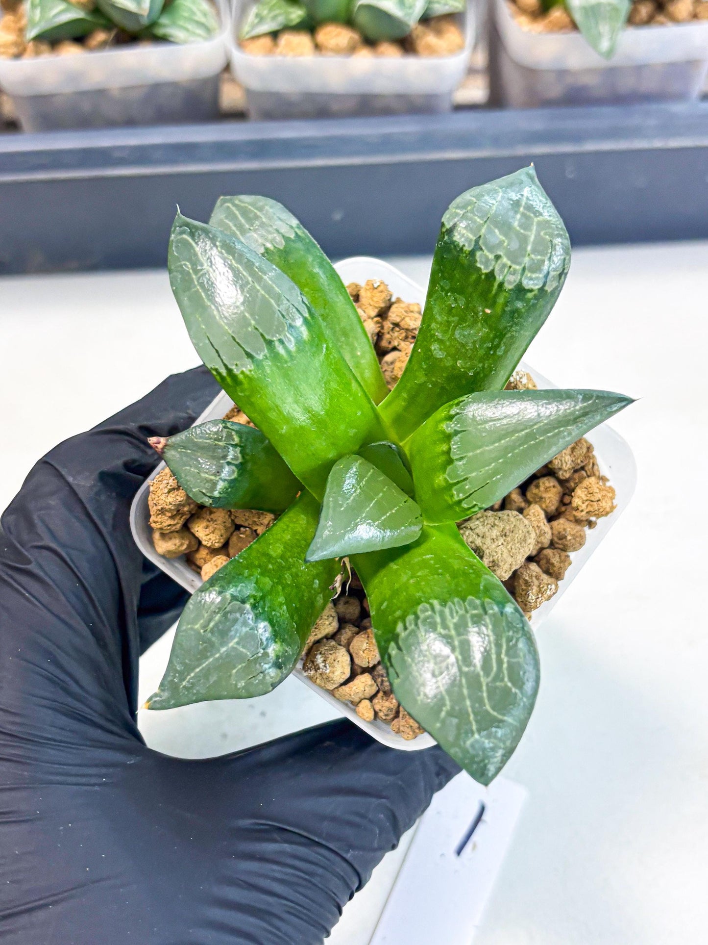 Haworthia Aboukyuu (wa2) (r1) | Rare Succulent