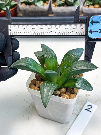 Haworthia Aboukyuu (wa2) (r2) | Rare Succulent