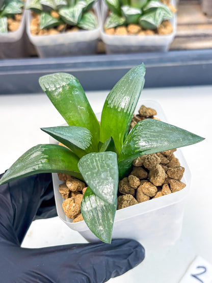 Haworthia Aboukyuu (wa2) (r2) | Rare Succulent