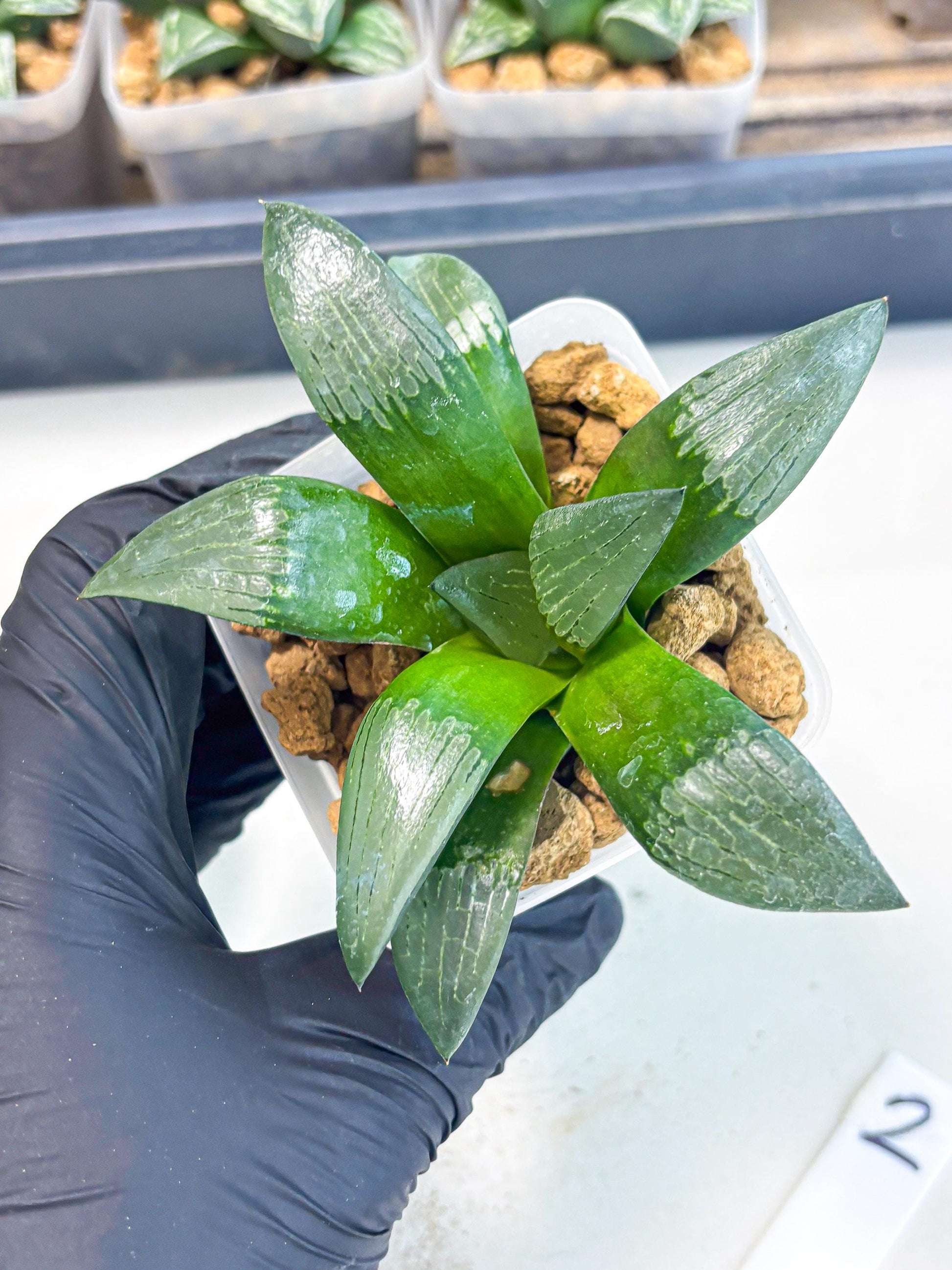 Haworthia Aboukyuu (wa2) (r2) | Rare Succulent