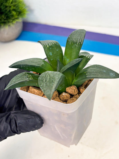 Haworthia Aboukyuu (wa2) (r2) | Rare Succulent