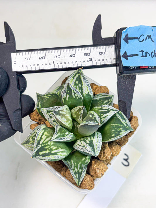 Haworthia Dojakudai Cobbledon (wa2) (r3) | Rare Succulent