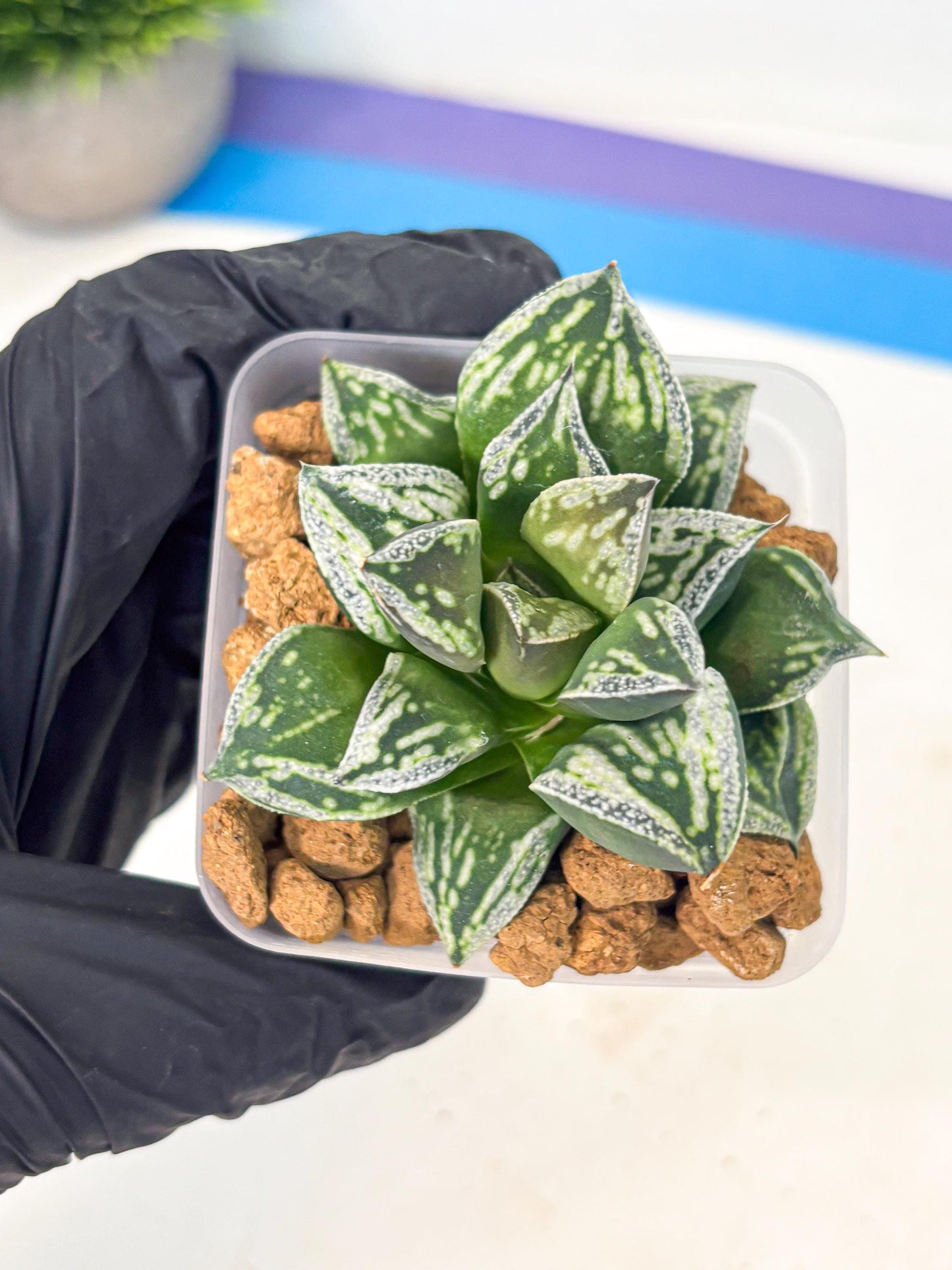 Haworthia Dojakudai Cobbledon (wa2) (r3) | Rare Succulent