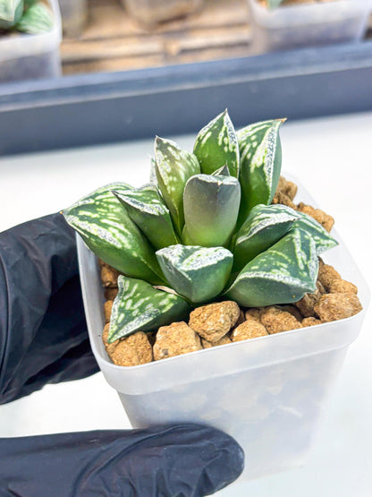 Haworthia Dojakudai Cobbledon (wa2) (r3) | Rare Succulent