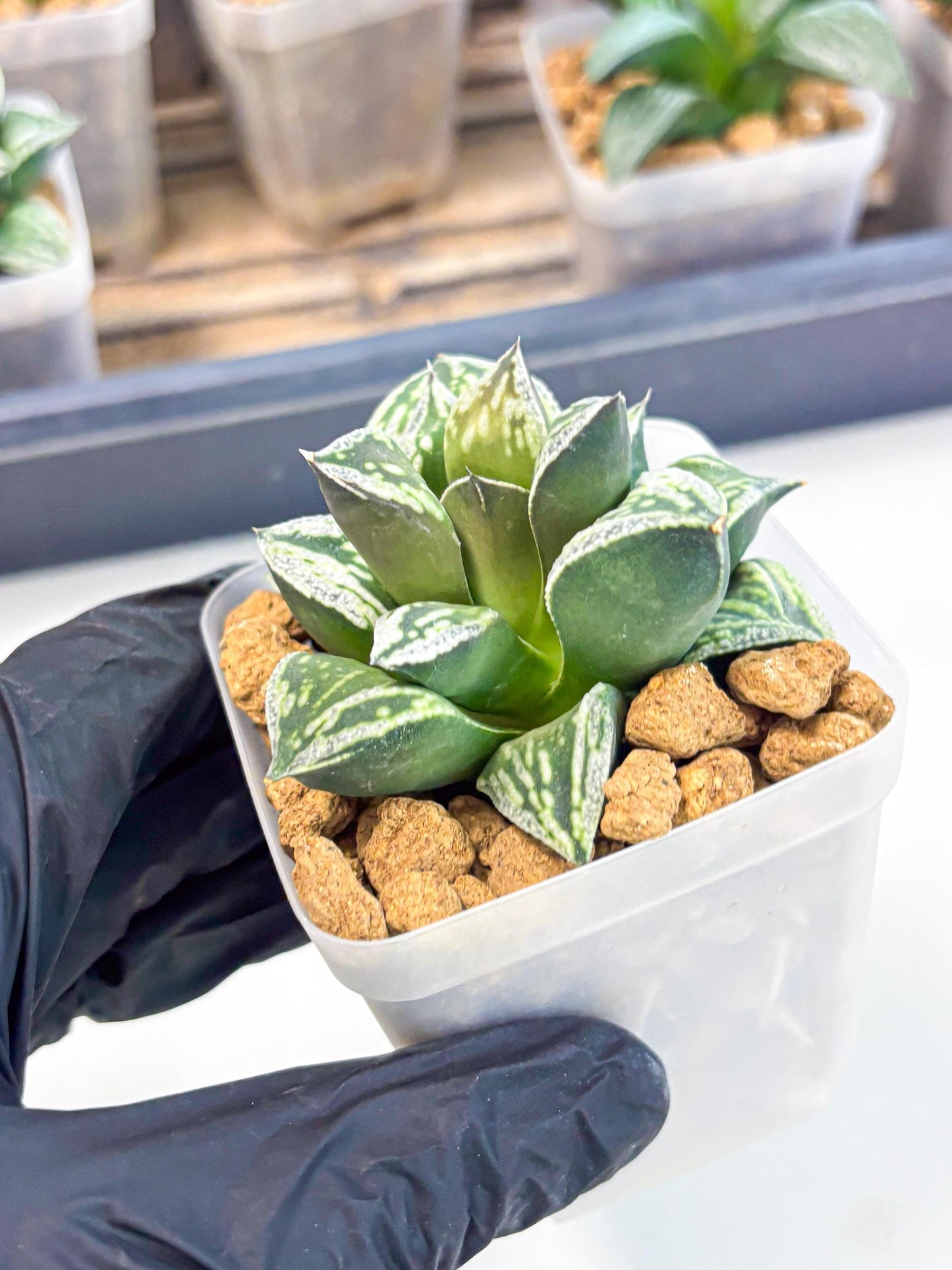 Haworthia Dojakudai Cobbledon (wa2) (r3) | Rare Succulent