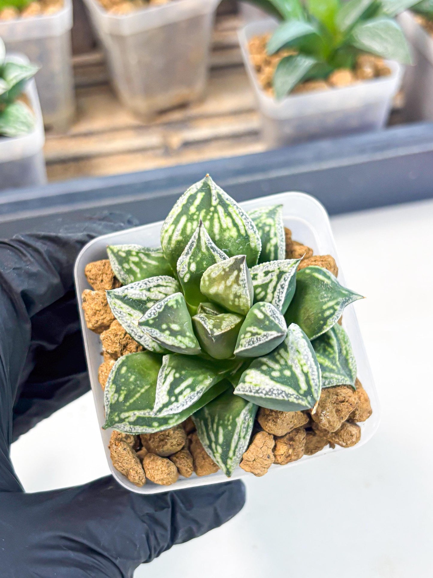 Haworthia Dojakudai Cobbledon (wa2) (r3) | Rare Succulent