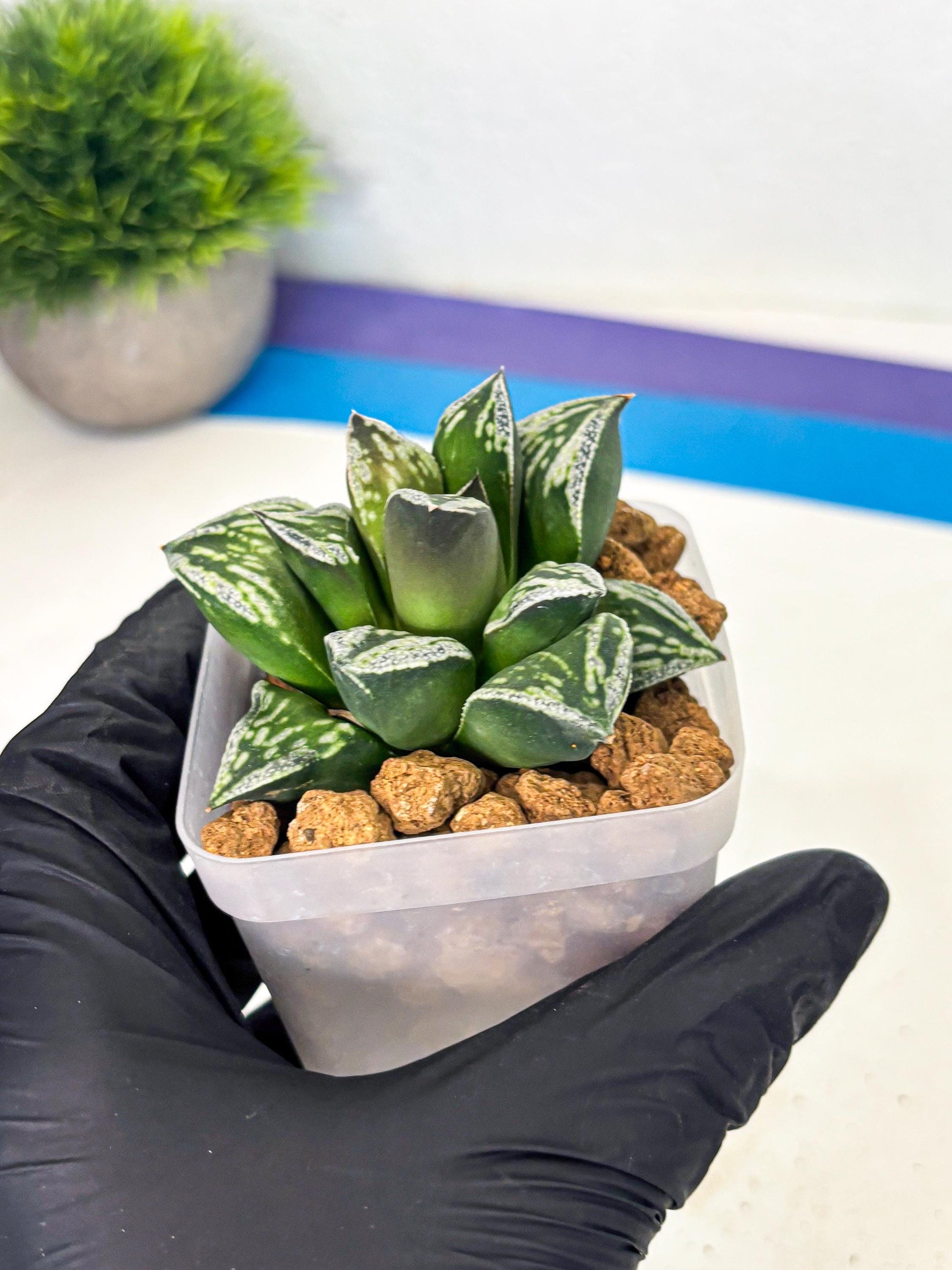 Haworthia Dojakudai Cobbledon (wa2) (r3) | Rare Succulent