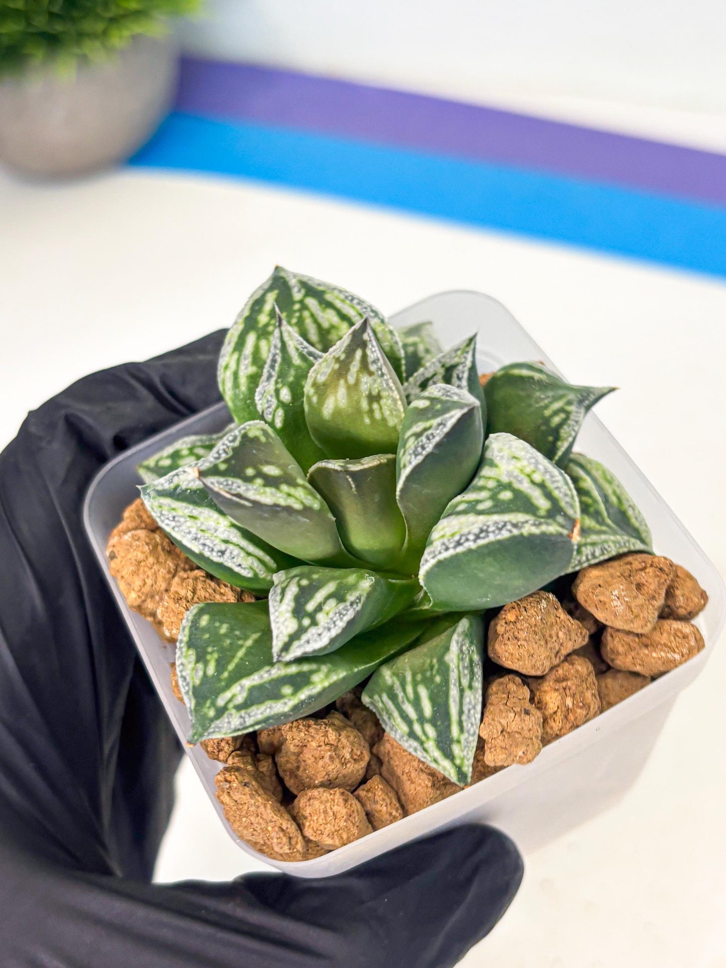 Haworthia Dojakudai Cobbledon (wa2) (r3) | Rare Succulent