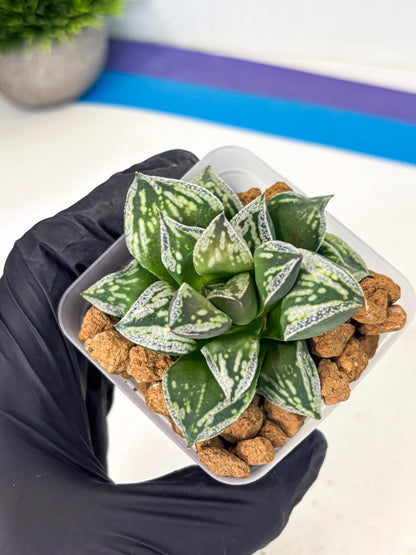 Haworthia Dojakudai Cobbledon (wa2) (r3) | Rare Succulent