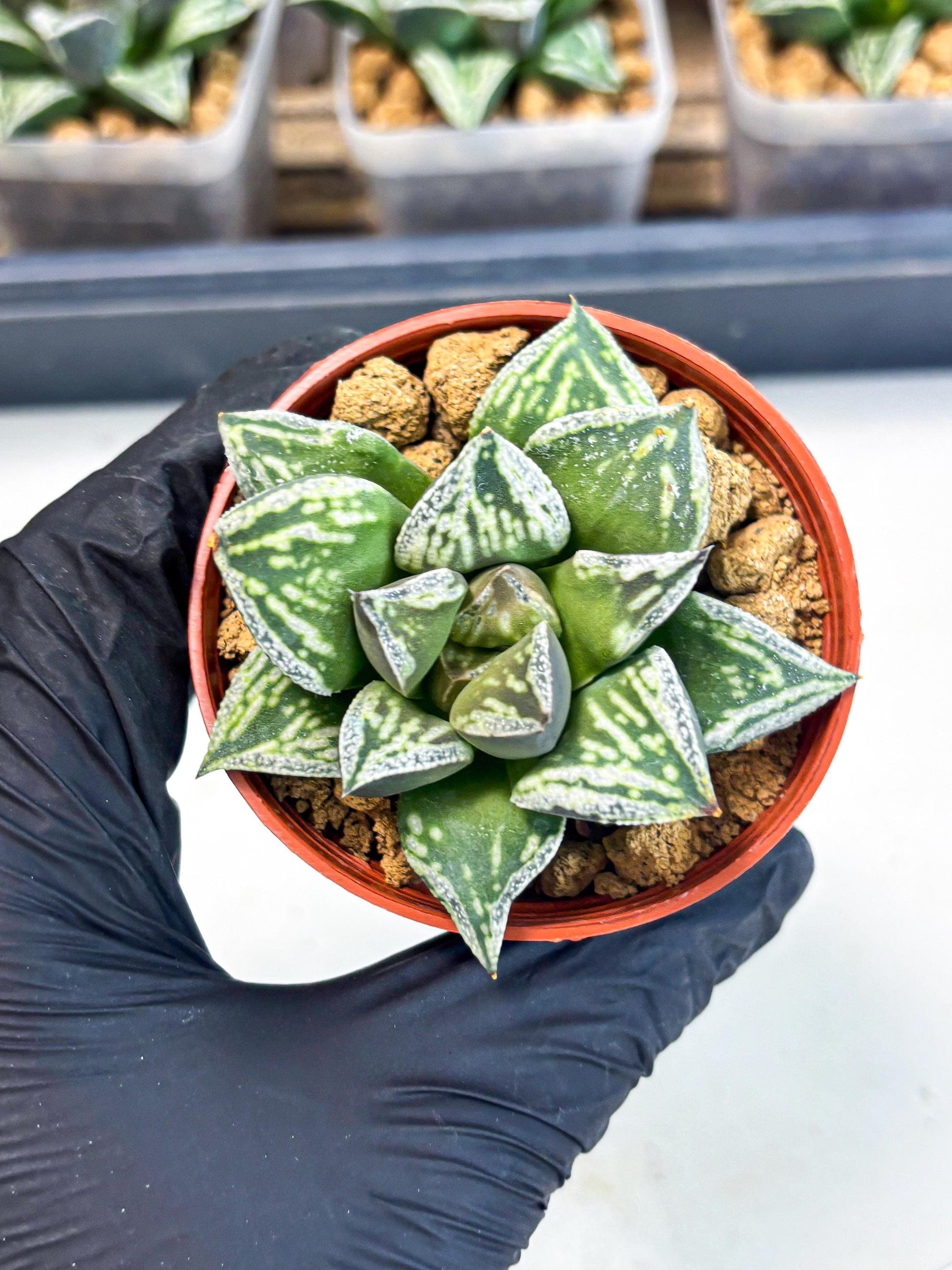 Haworthia Dojakudai Cobbledon (wa2) (r6) | Rare Succulent
