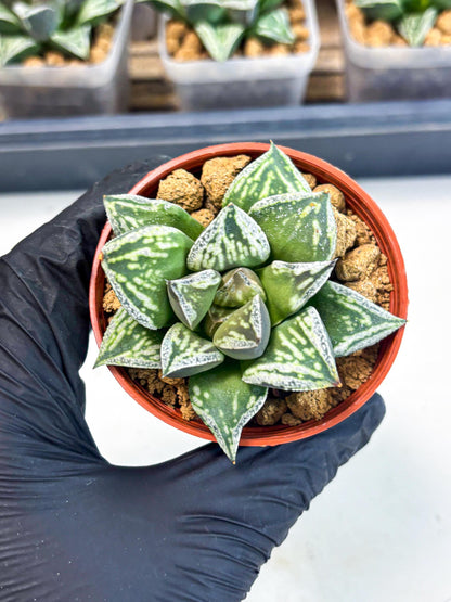 Haworthia Dojakudai Cobbledon (wa2) (r6) | Rare Succulent