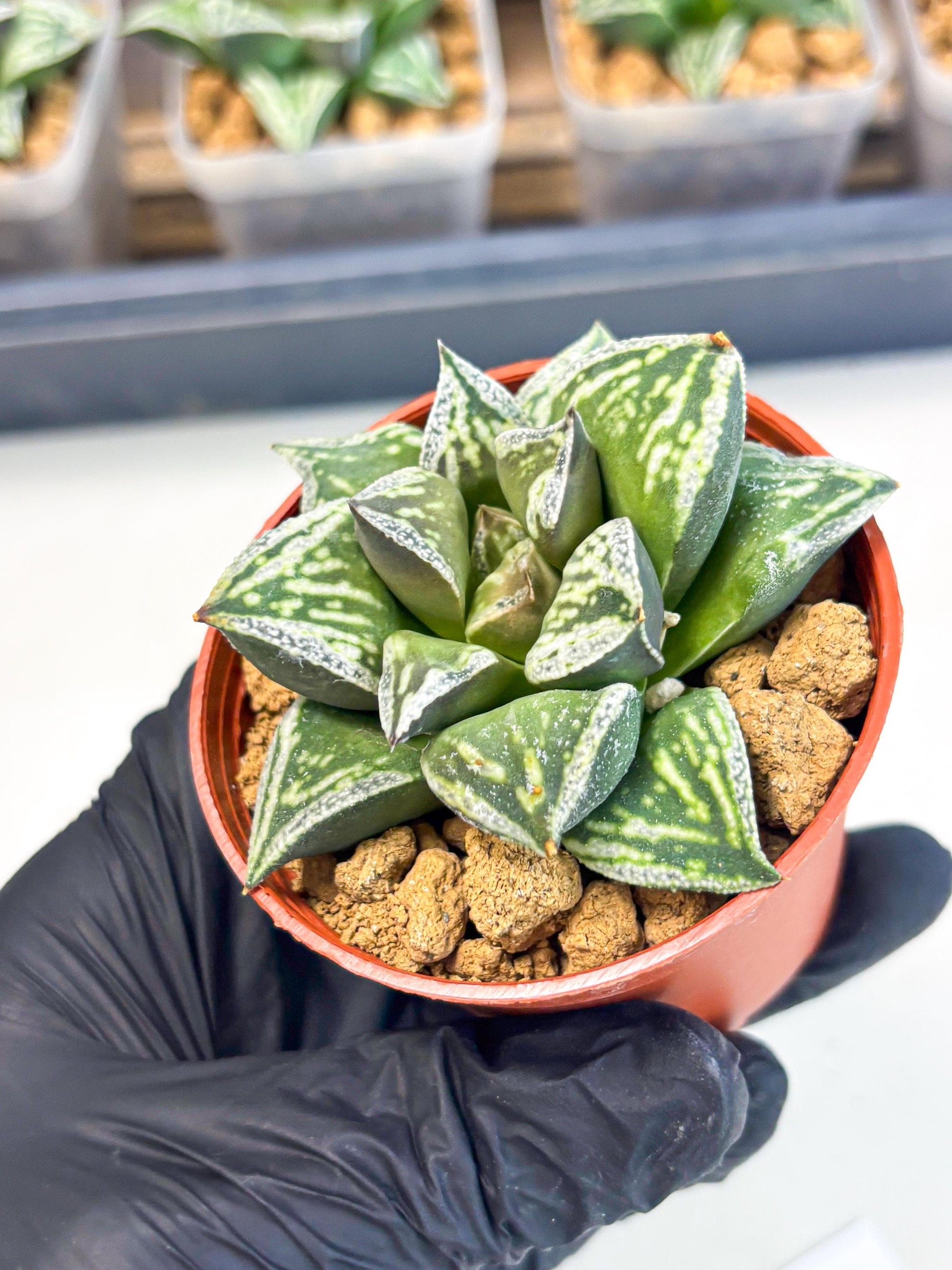Haworthia Dojakudai Cobbledon (wa2) (r6) | Rare Succulent