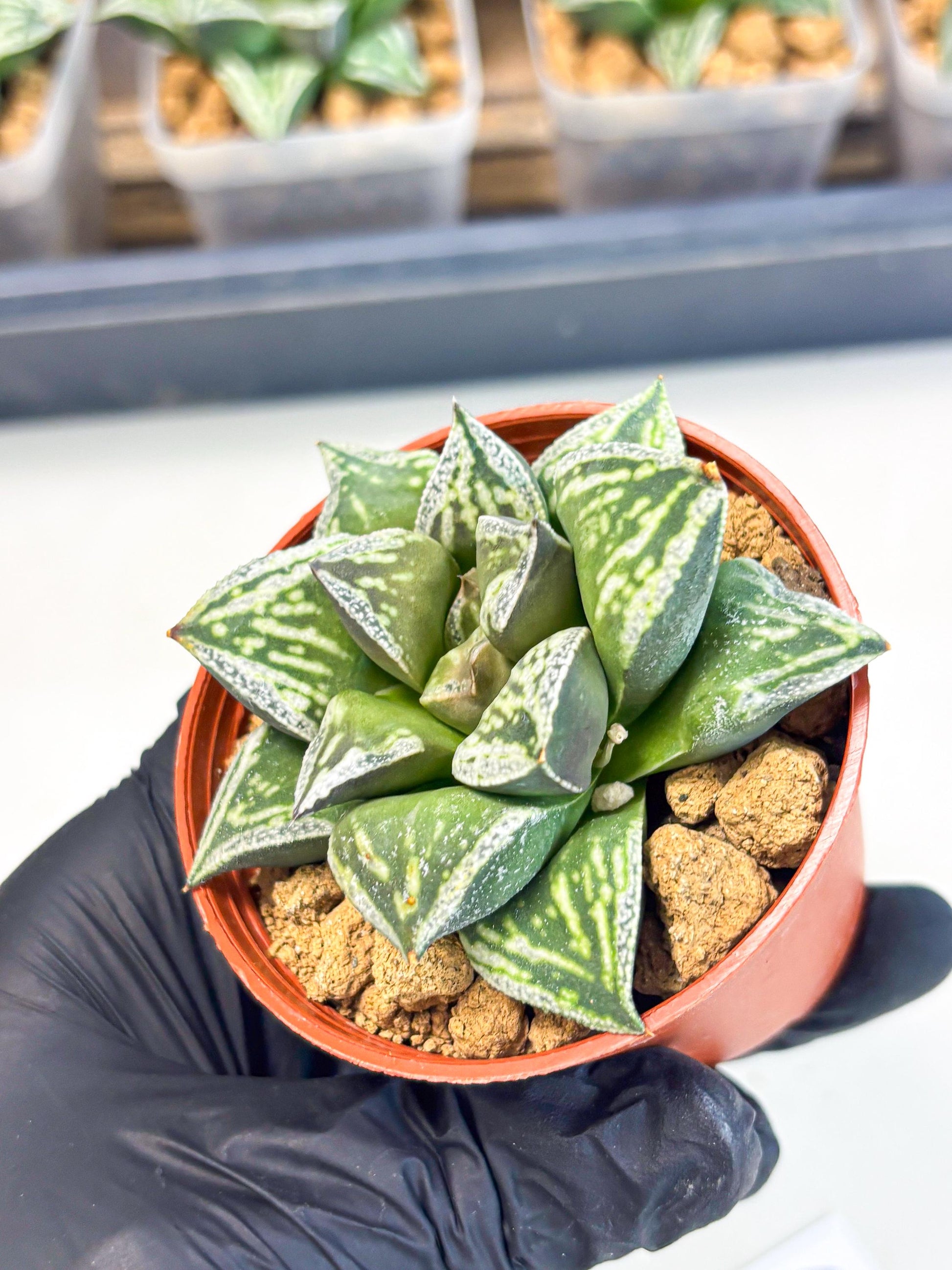 Haworthia Dojakudai Cobbledon (wa2) (r6) | Rare Succulent