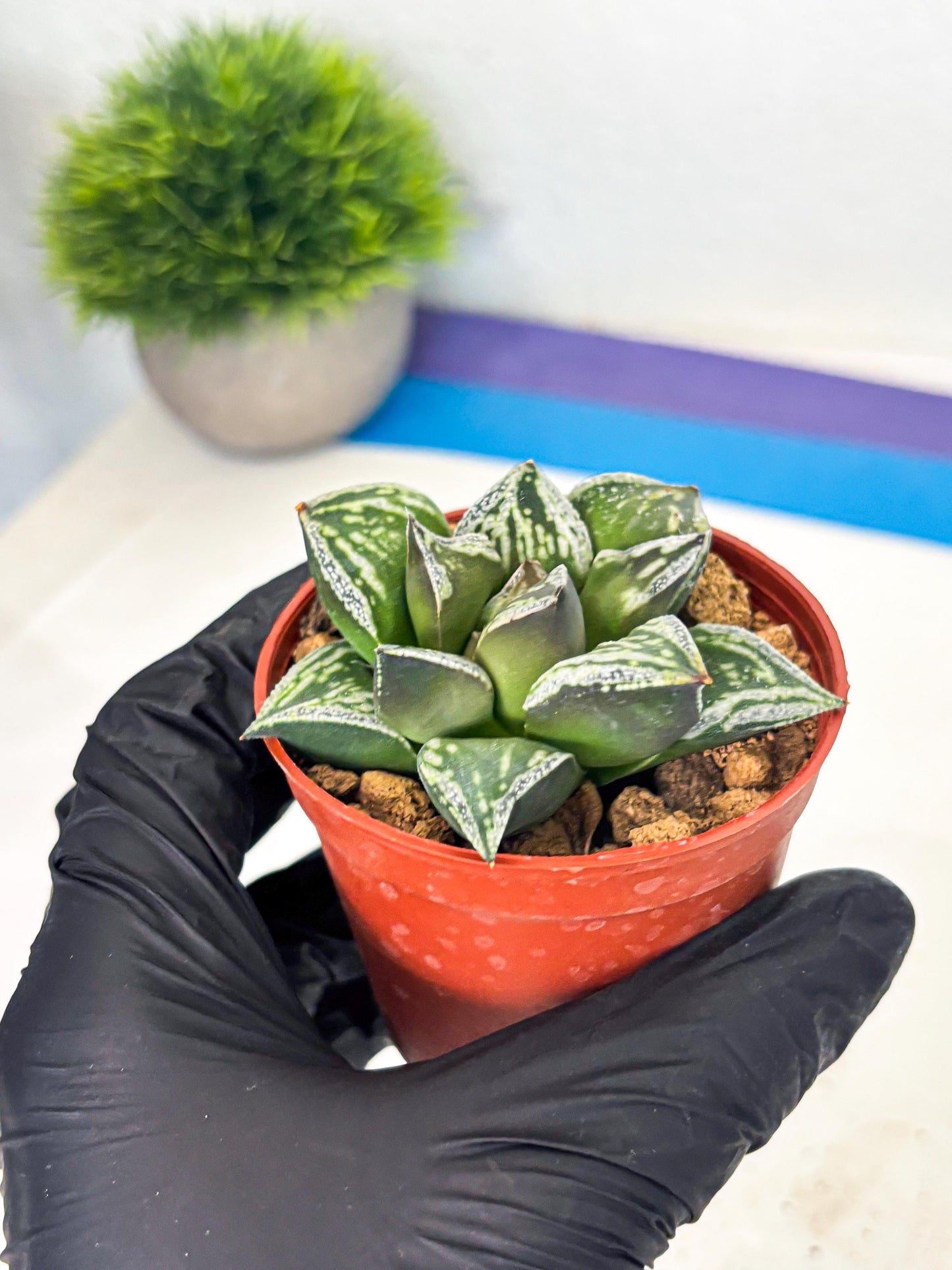 Haworthia Dojakudai Cobbledon (wa2) (r6) | Rare Succulent