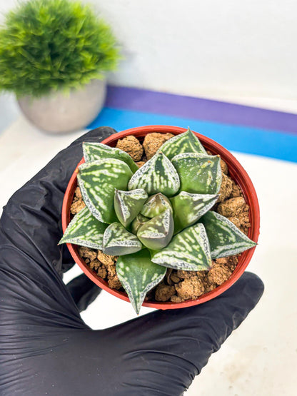 Haworthia Dojakudai Cobbledon (wa2) (r6) | Rare Succulent