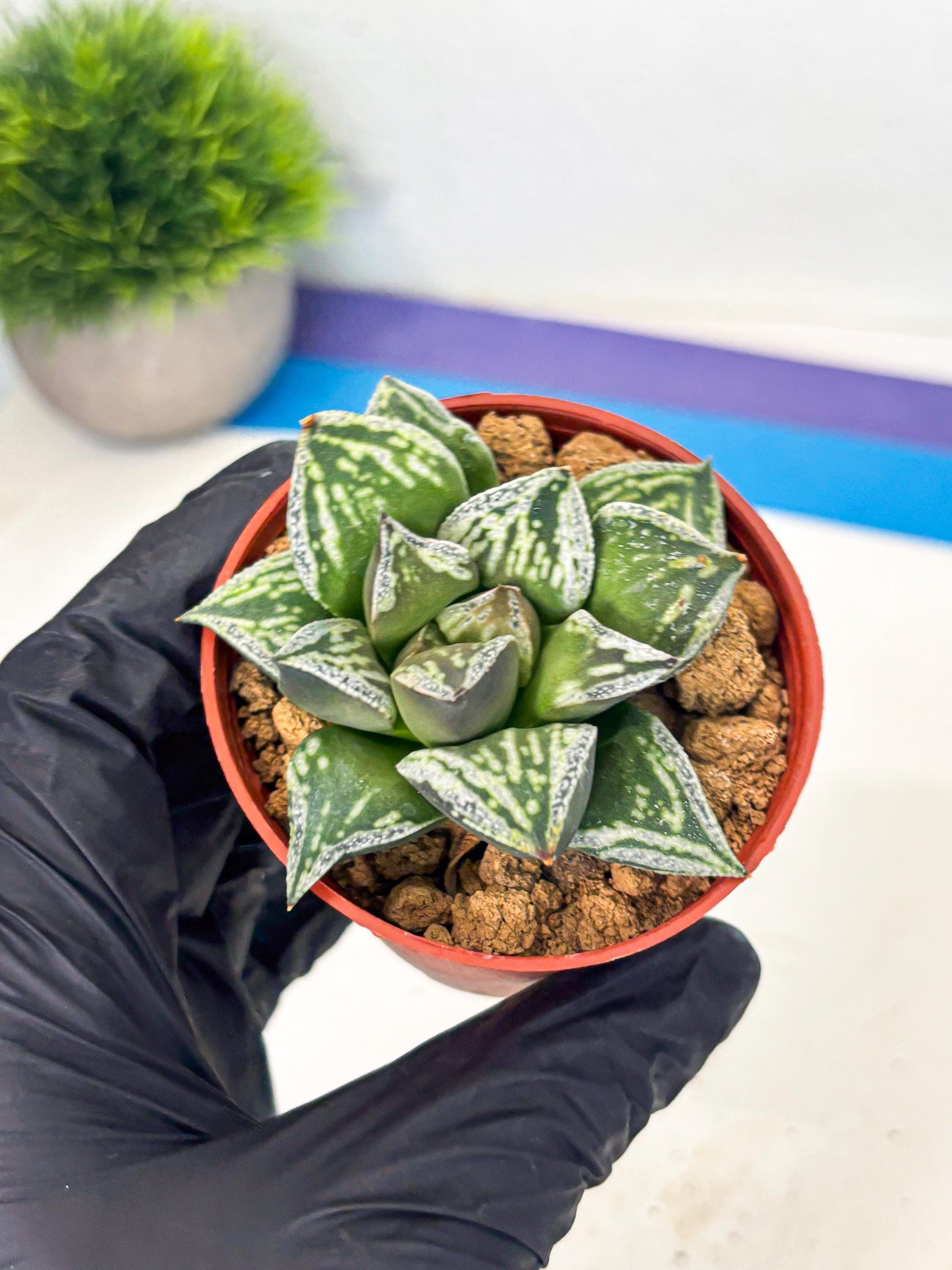 Haworthia Dojakudai Cobbledon (wa2) (r6) | Rare Succulent