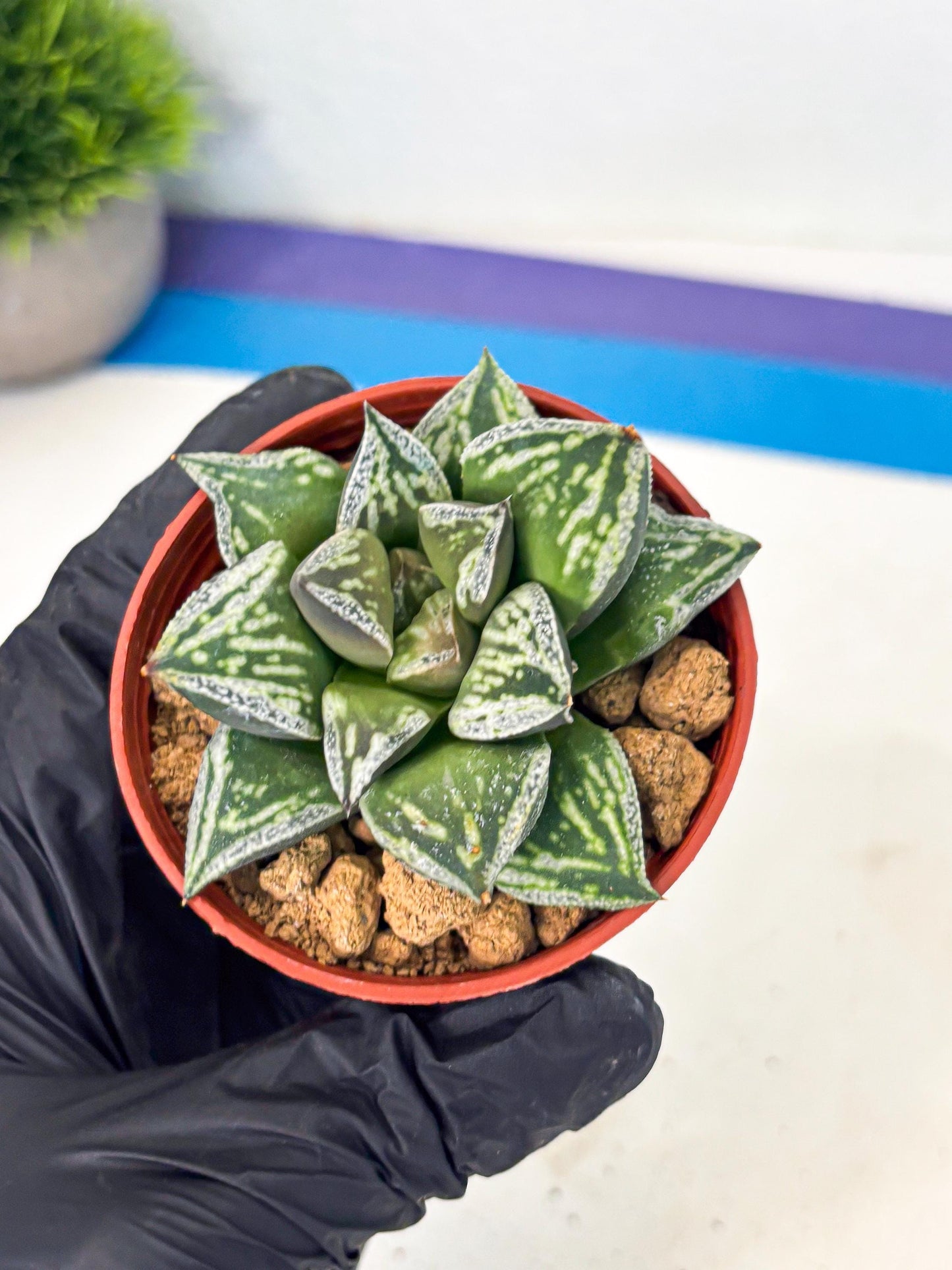 Haworthia Dojakudai Cobbledon (wa2) (r6) | Rare Succulent
