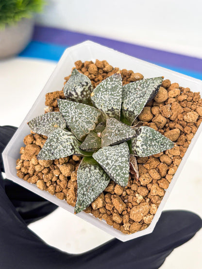 Haworthia Bojin (wa3) (y1) | Rare Succulent
