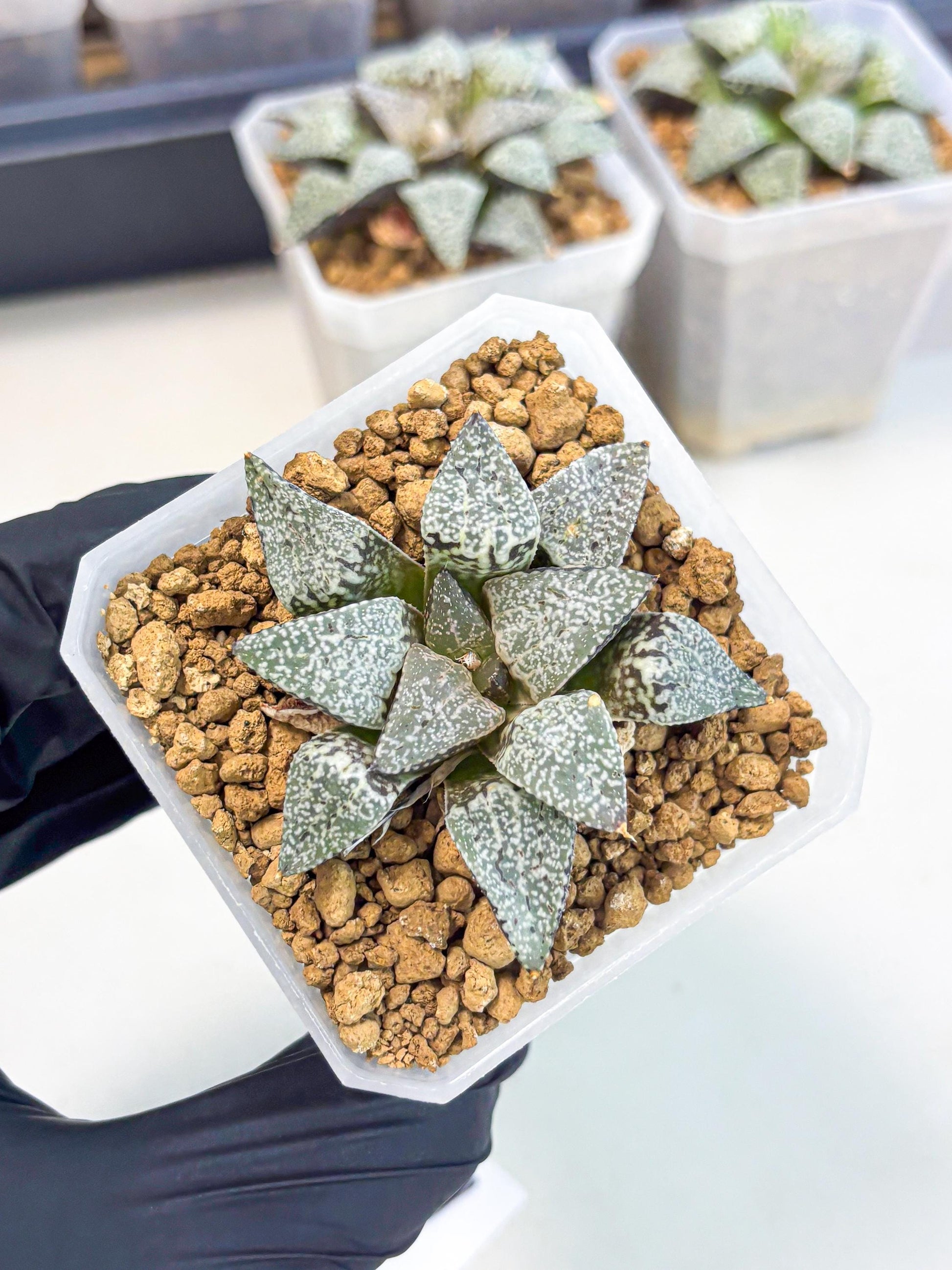 Haworthia Bojin (wa3) (y1) | Rare Succulent