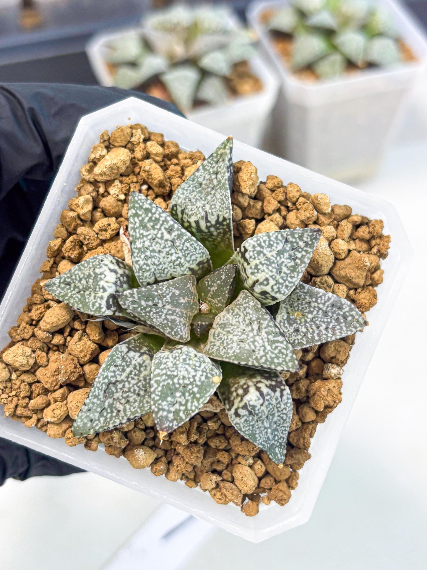 Haworthia Bojin (wa3) (y1) | Rare Succulent