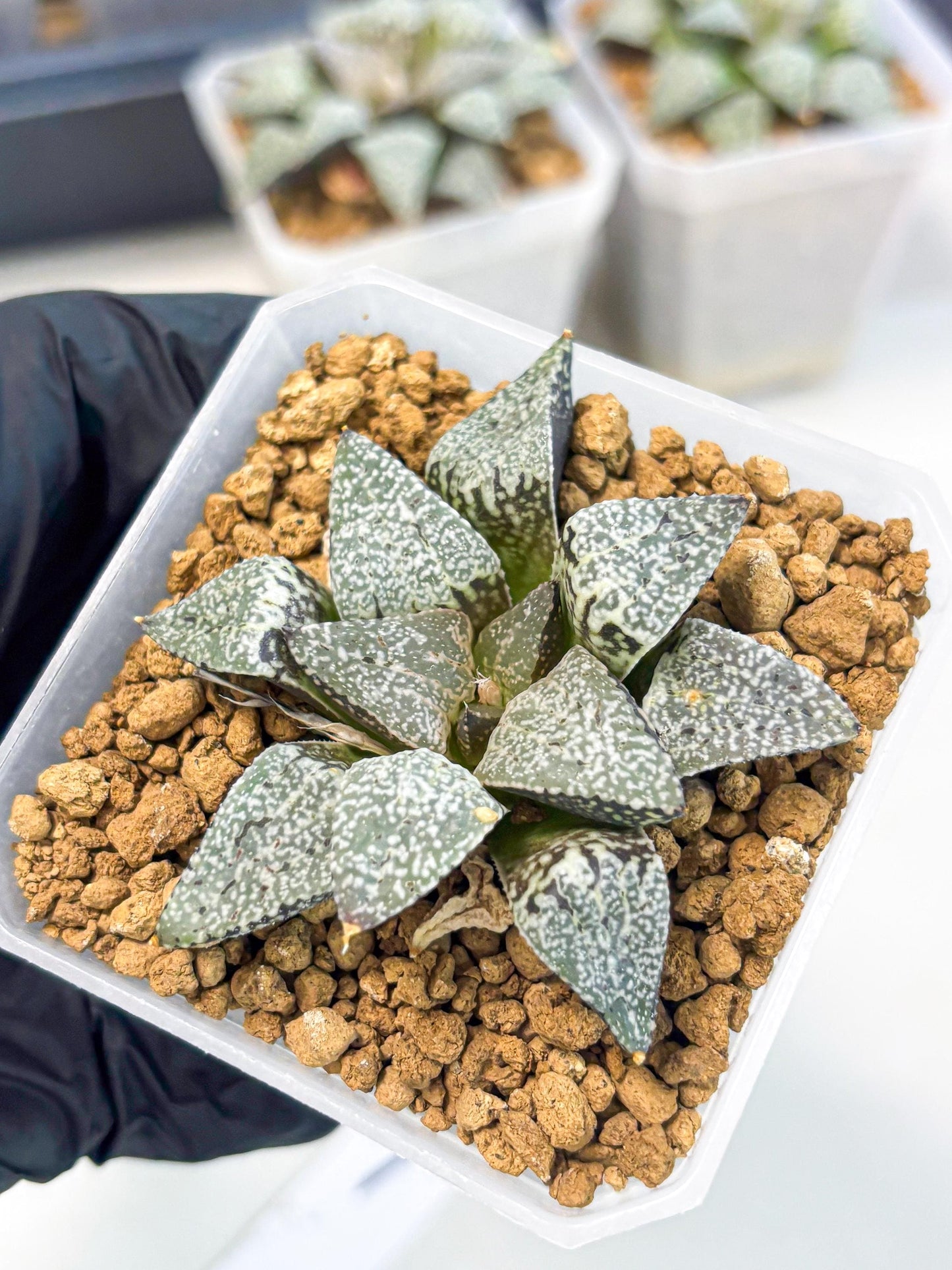 Haworthia Bojin (wa3) (y1) | Rare Succulent