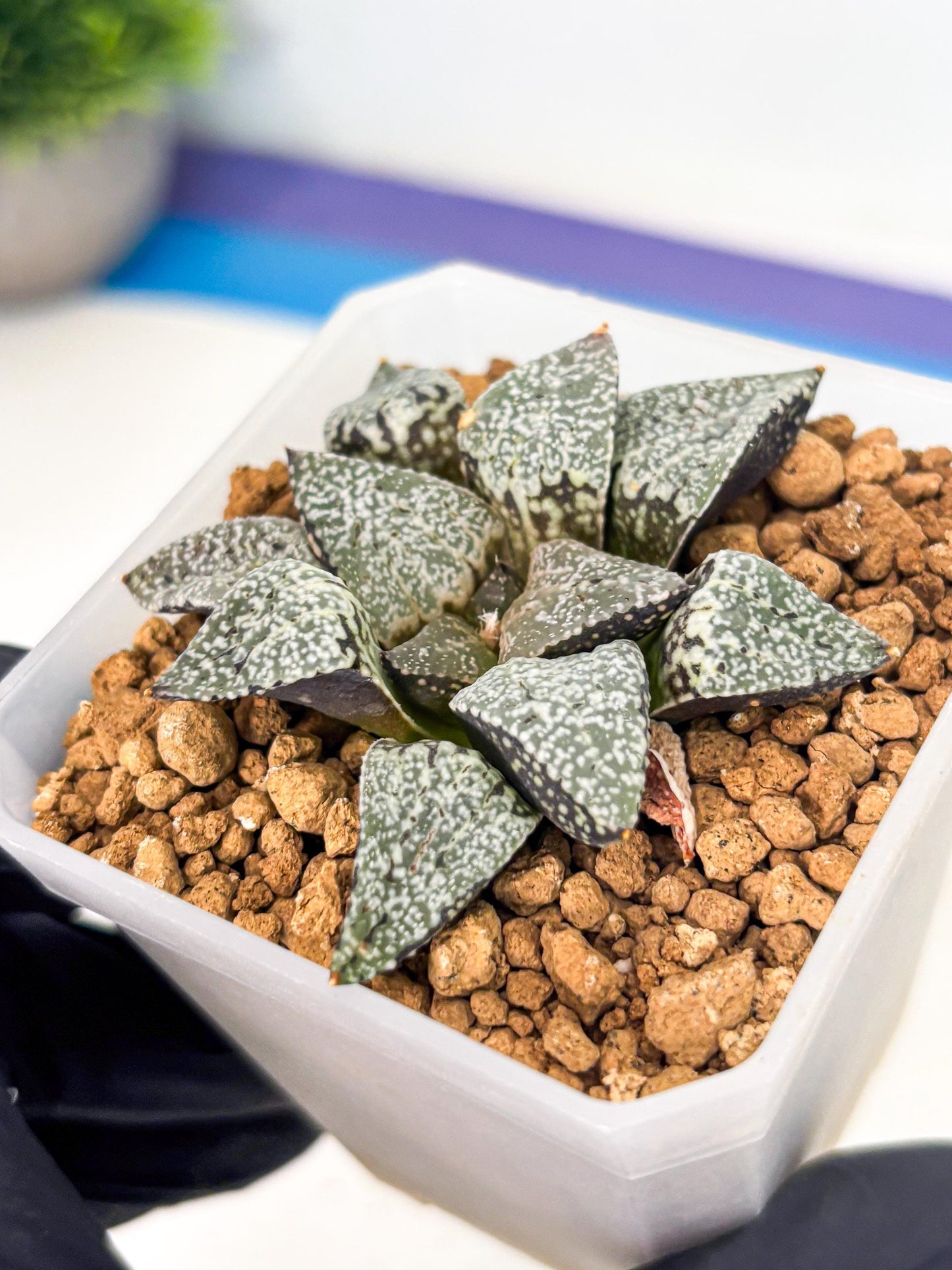 Haworthia Bojin (wa3) (y1) | Rare Succulent