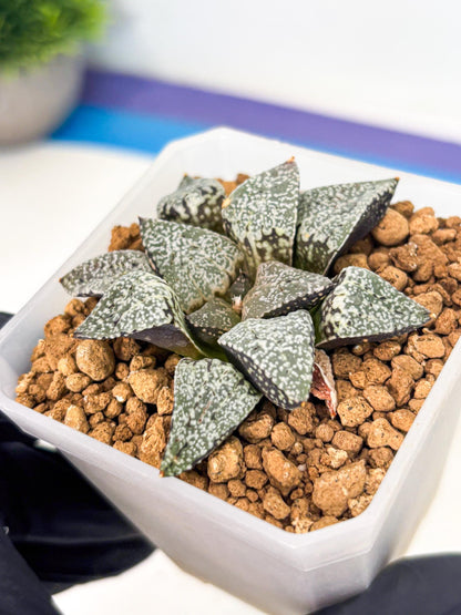 Haworthia Bojin (wa3) (y1) | Rare Succulent