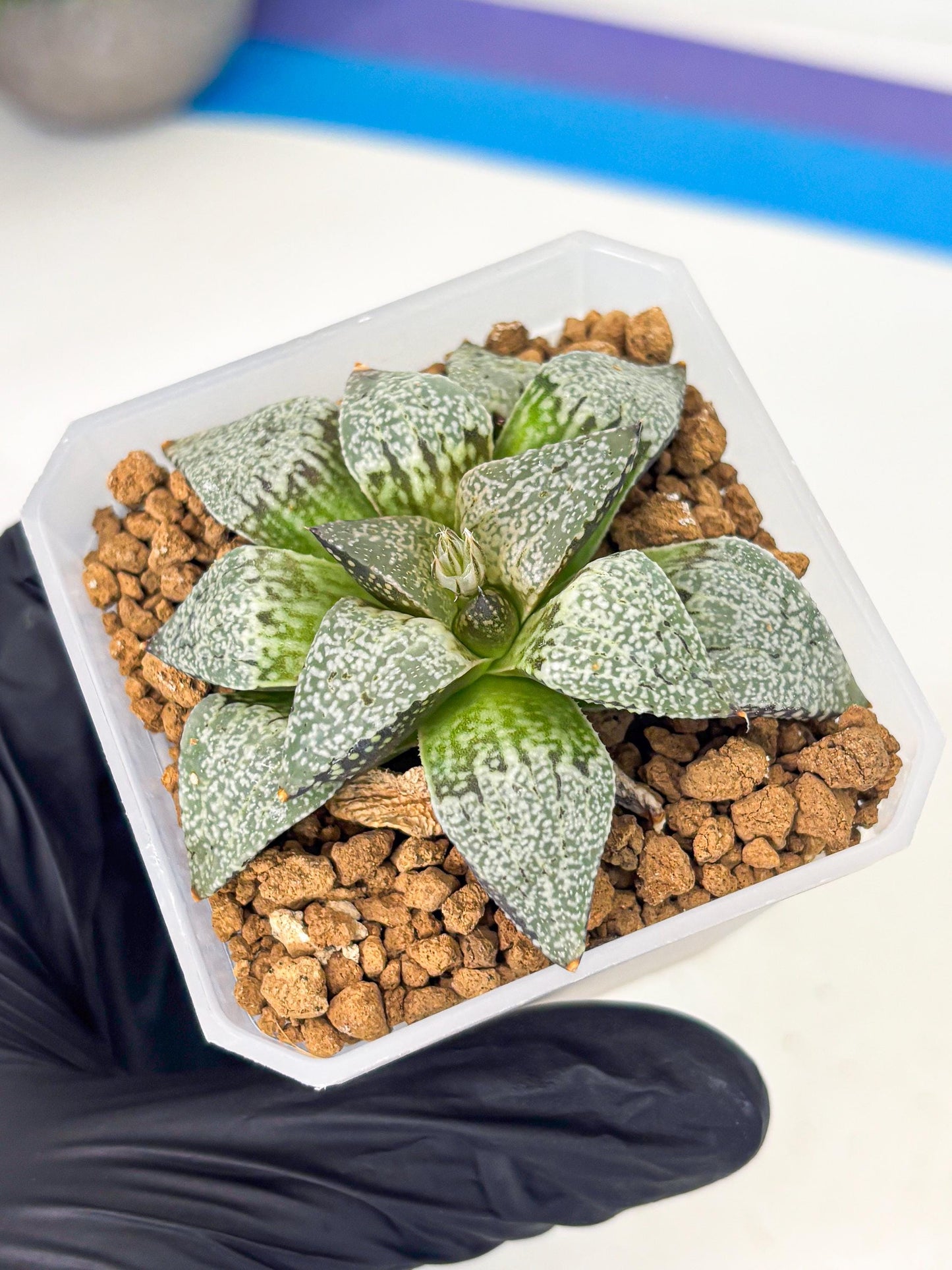 Haworthia Bojin (wa3) (y2) | Rare Succulent