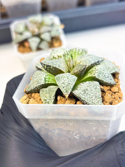 Haworthia Bojin (wa3) (y2) | Rare Succulent