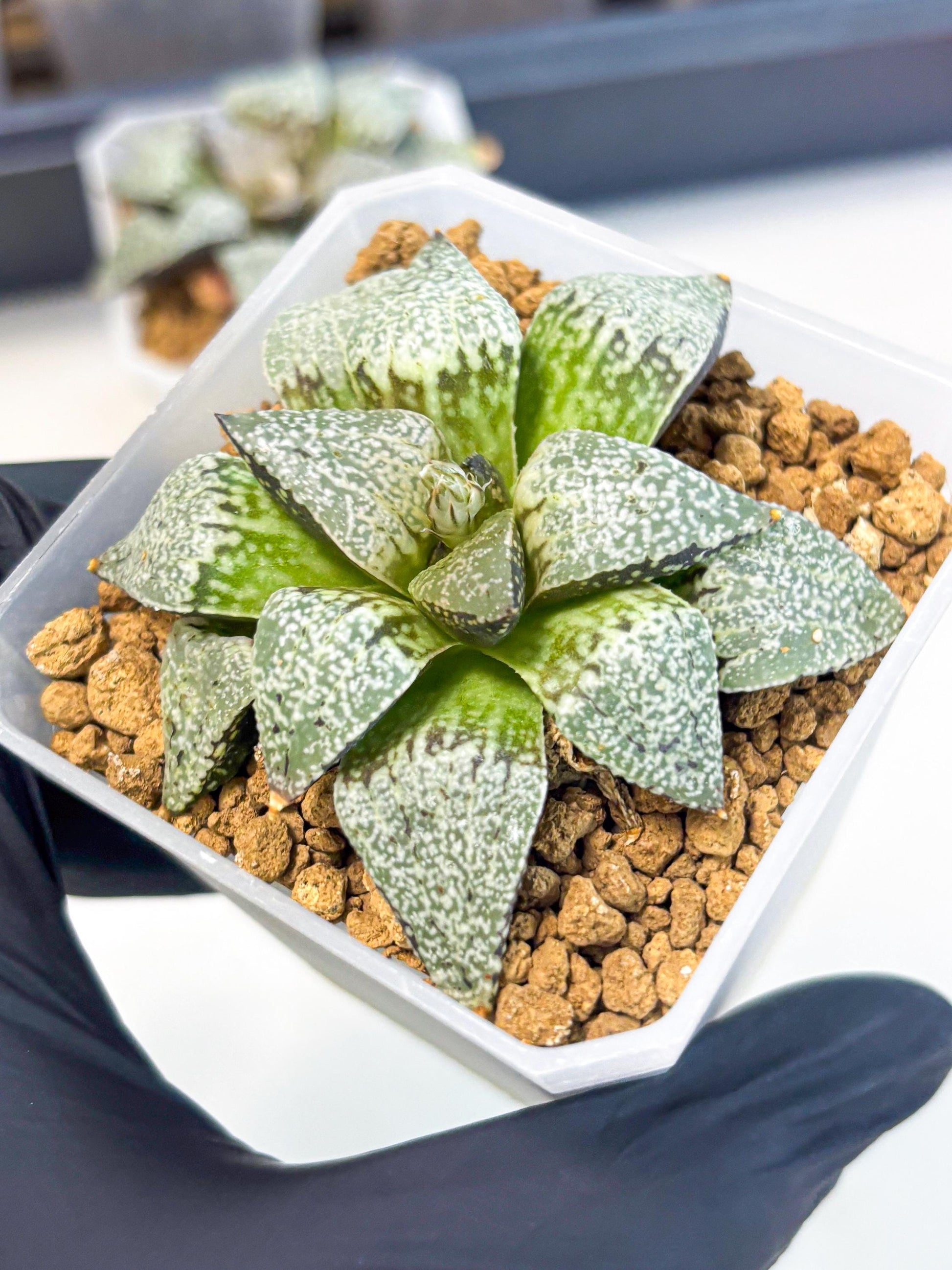 Haworthia Bojin (wa3) (y2) | Rare Succulent