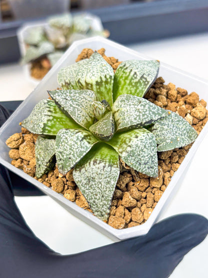 Haworthia Bojin (wa3) (y2) | Rare Succulent
