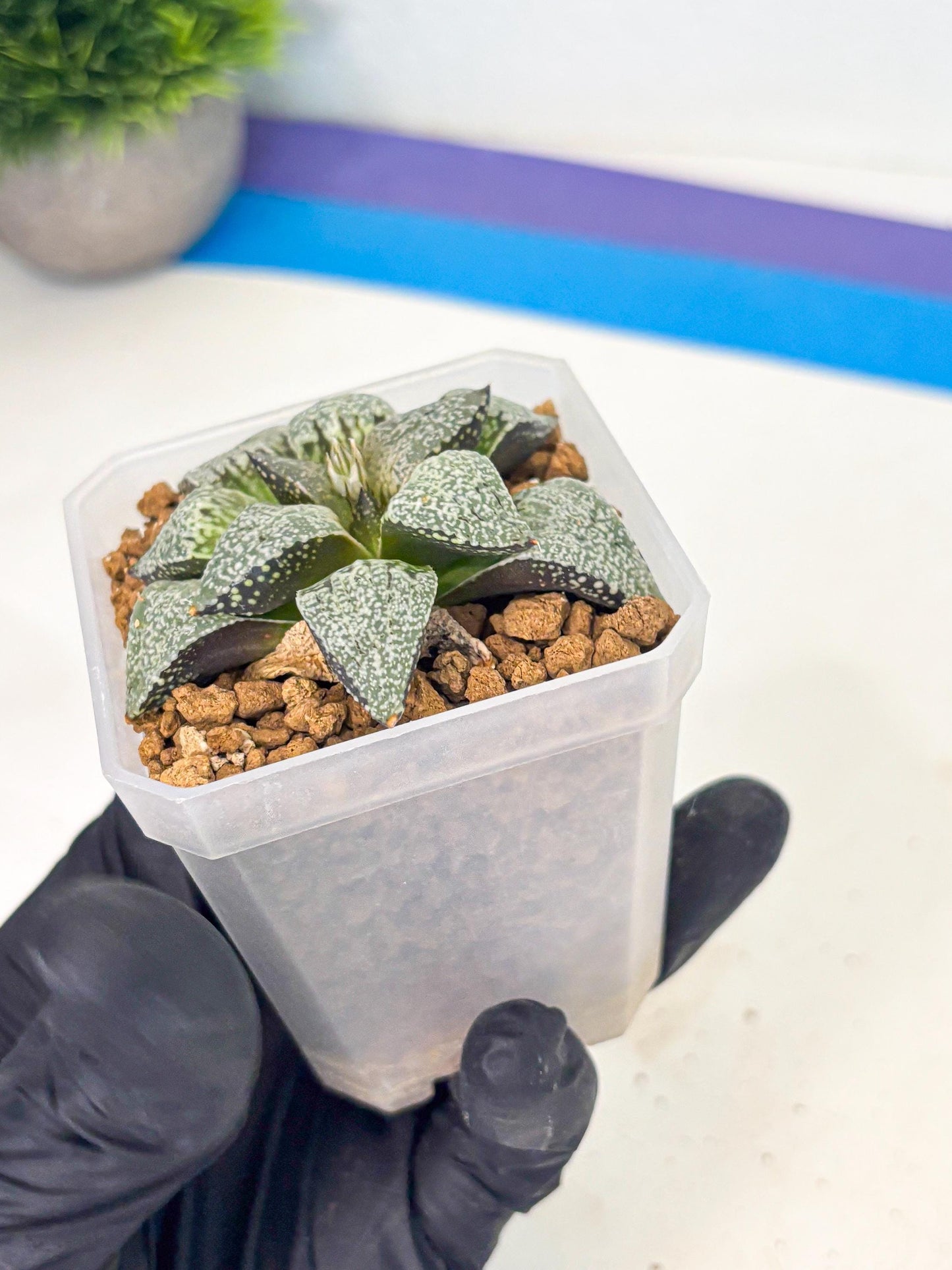 Haworthia Bojin (wa3) (y2) | Rare Succulent