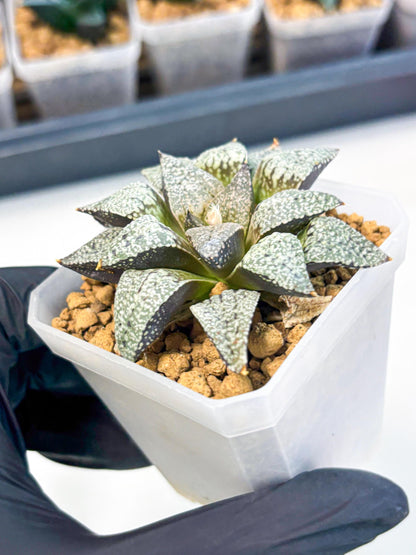 Haworthia Bojin (wa3) (y3) | Rare Succulent