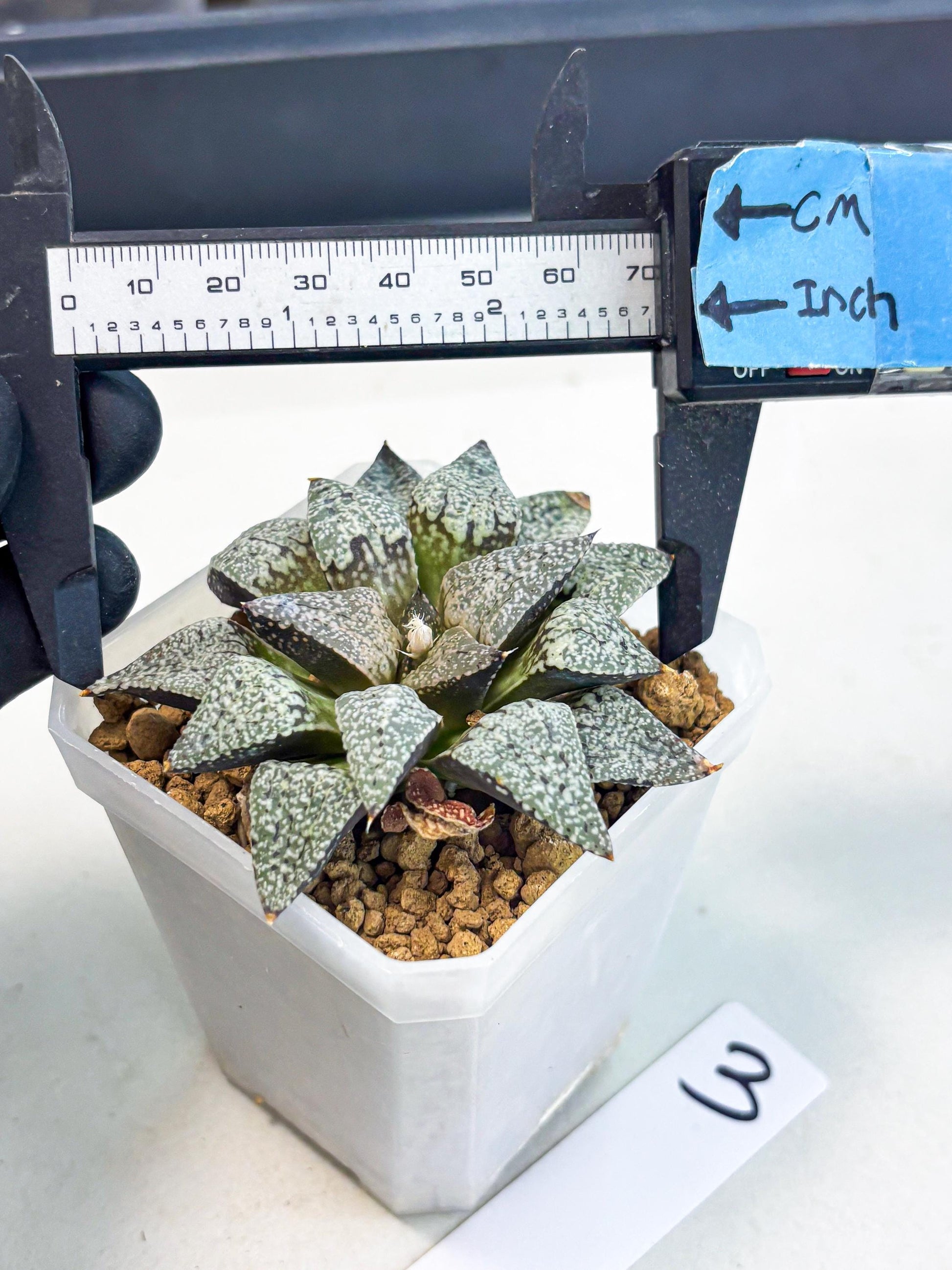 Haworthia Bojin (wa3) (y3) | Rare Succulent