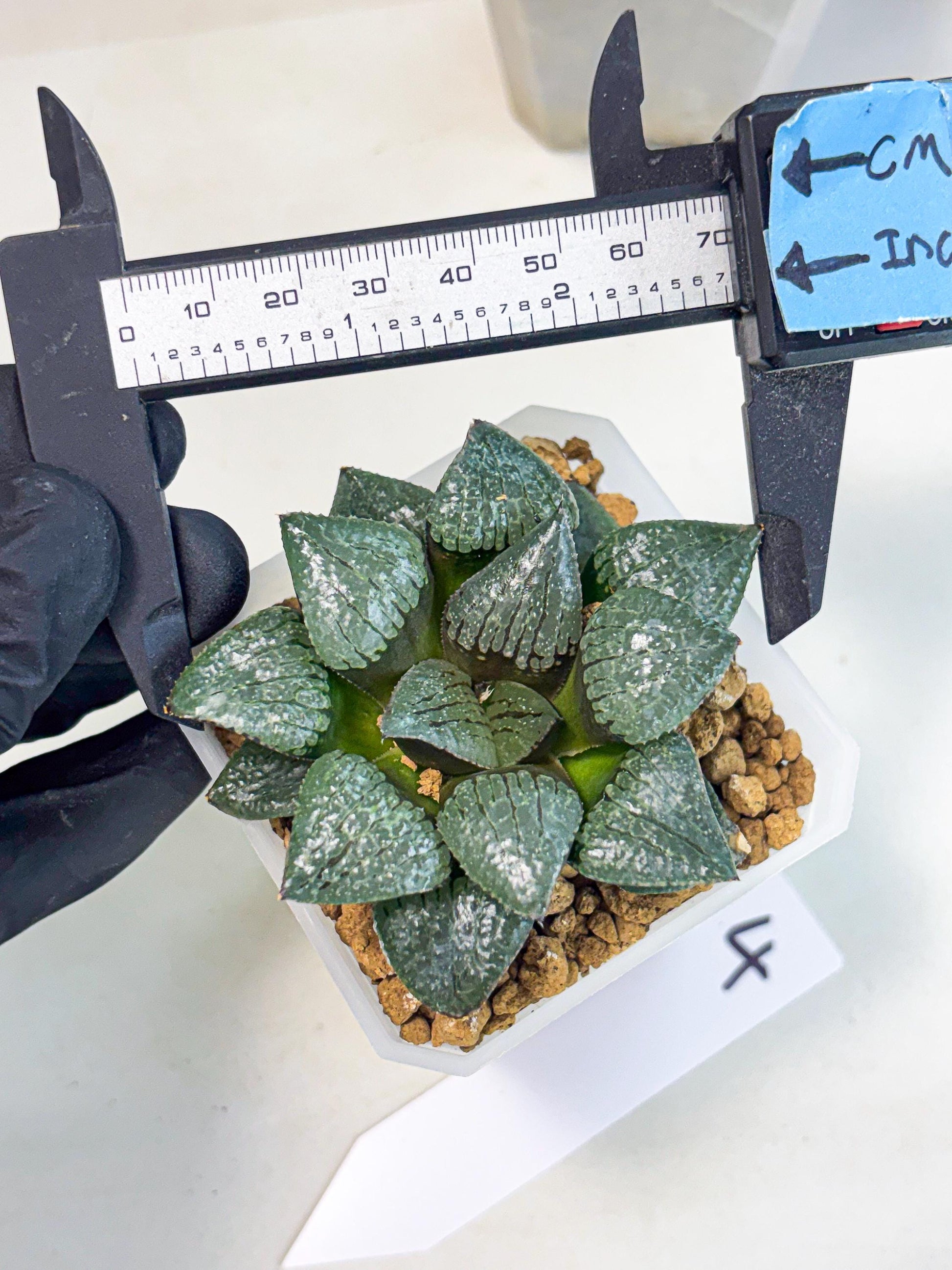 Haworthia Xianggua Dao (wa3) (y4) | Hong Kong Import
