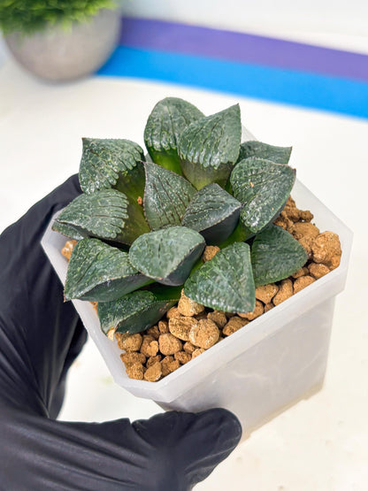 Haworthia Xianggua Dao (wa3) (y4) | Hong Kong Import